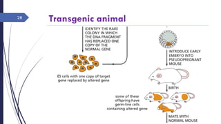 Transgenic animal
Rajesh Chaudhary
28
 