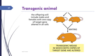 Transgenic animal
Rajesh Chaudhary
29
 