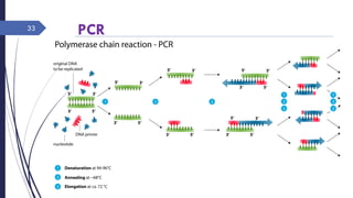 PCR33
 