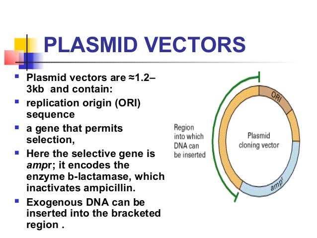 plasmid vector
