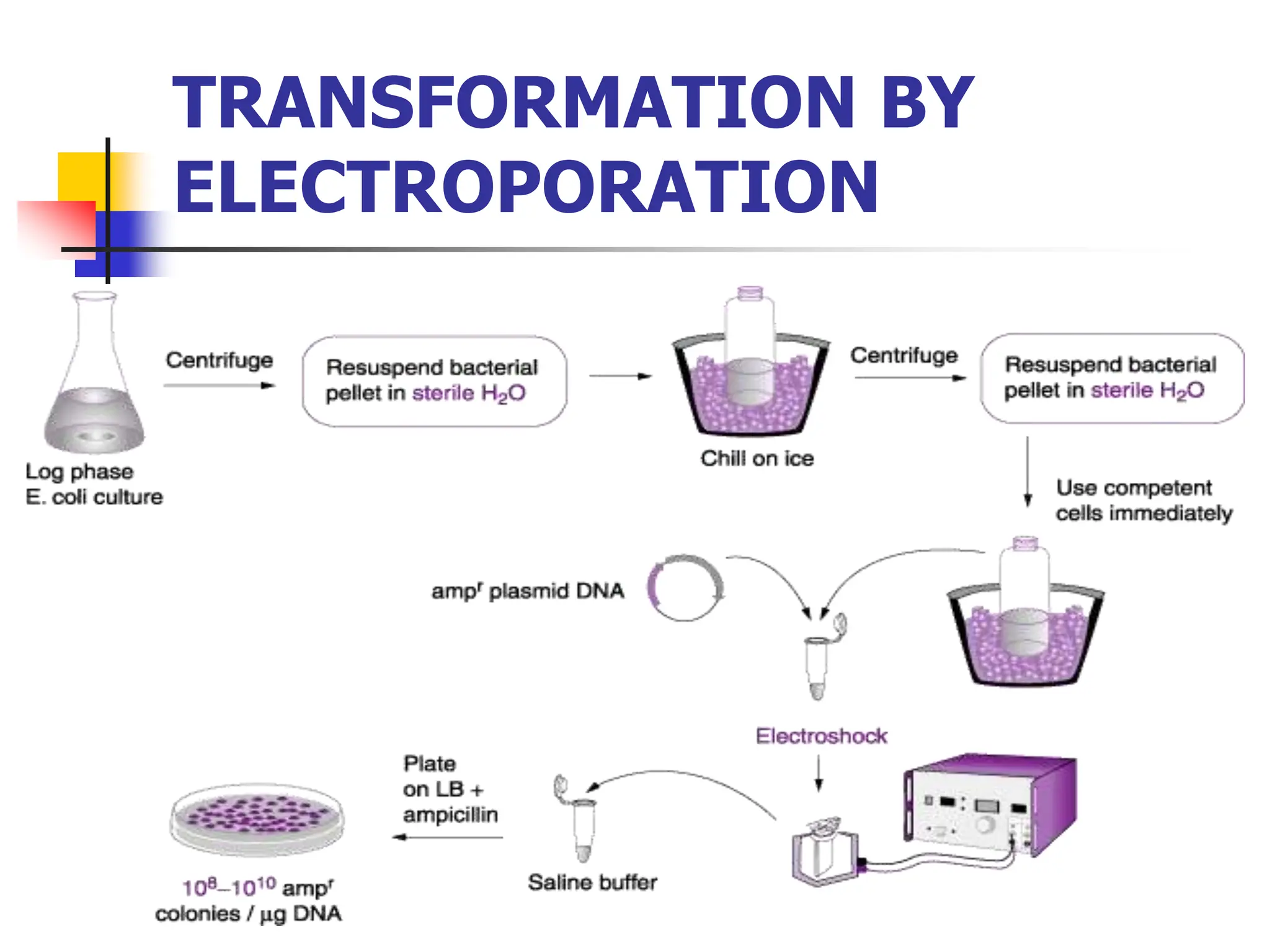 TRANSFORMATION BY
ELECTROPORATION
 