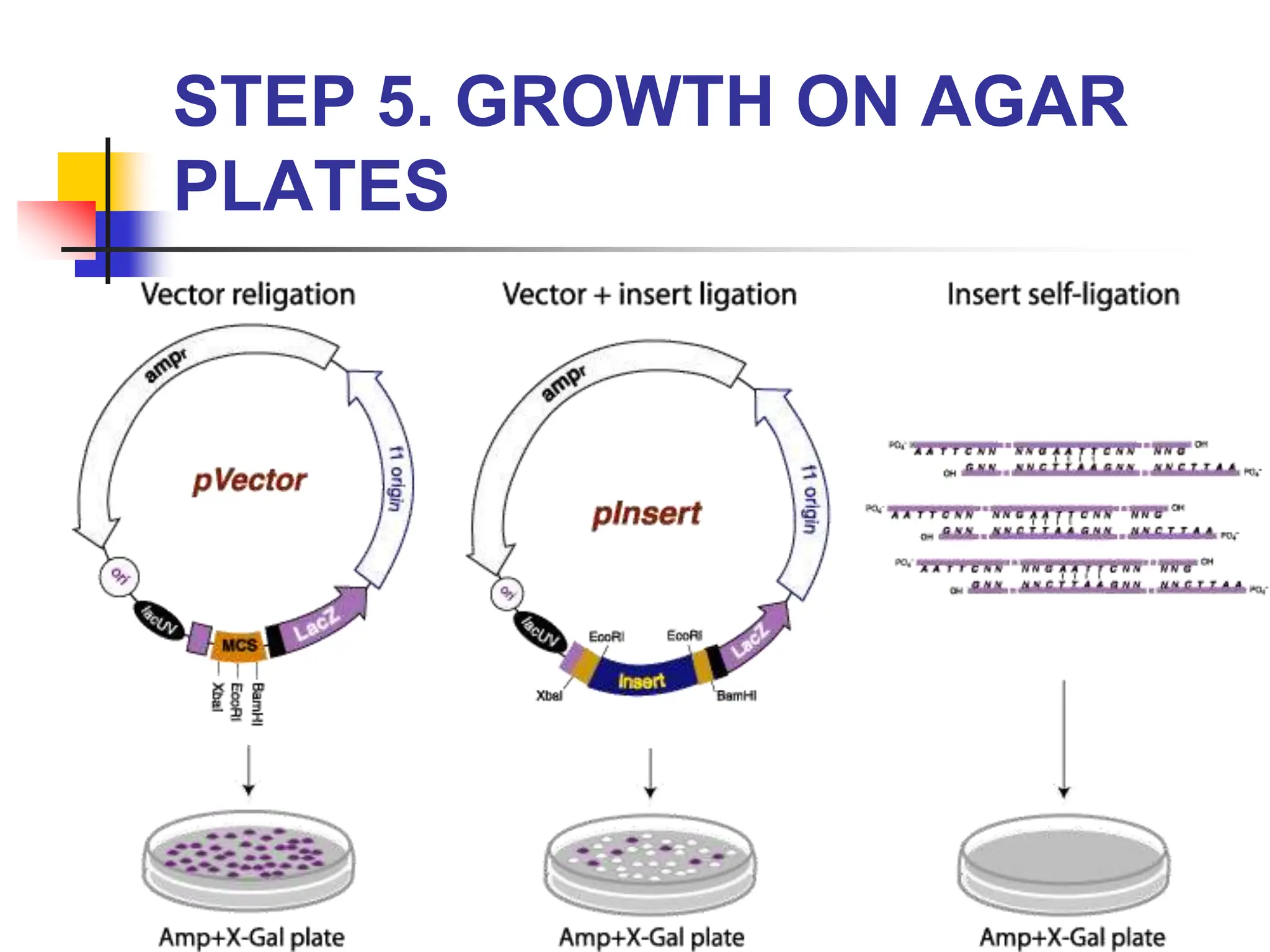 STEP 5. GROWTH ON AGAR
PLATES
 