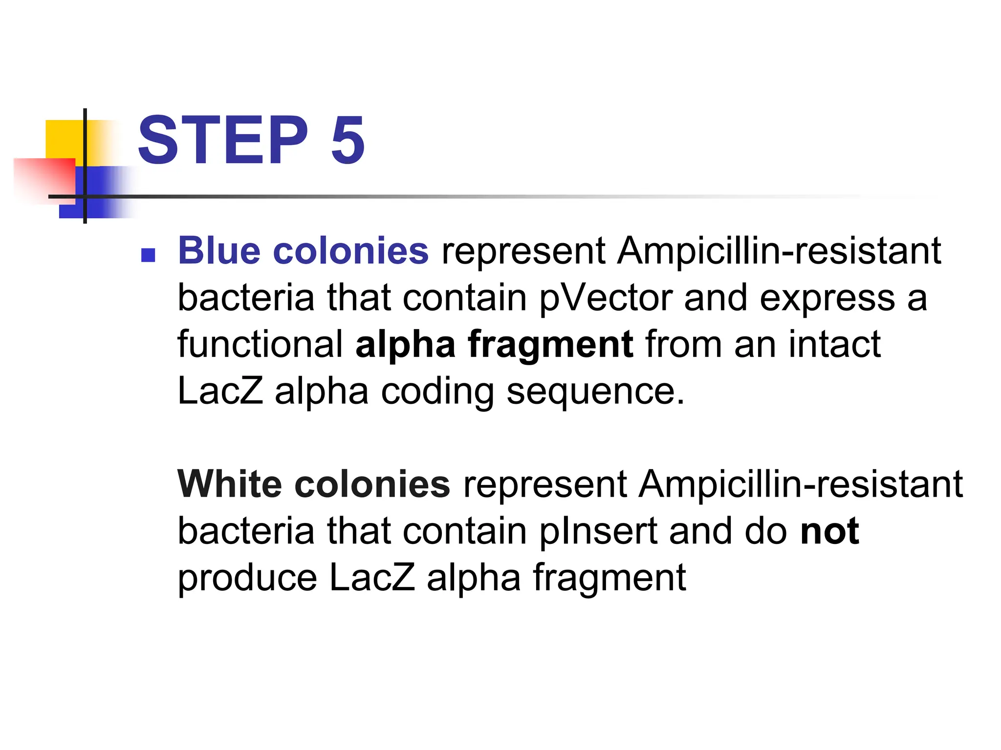 STEP 5
 Blue colonies represent Ampicillin-resistant
bacteria that contain pVector and express a
functional alpha fragment from an intact
LacZ alpha coding sequence.
White colonies represent Ampicillin-resistant
bacteria that contain pInsert and do not
produce LacZ alpha fragment
 