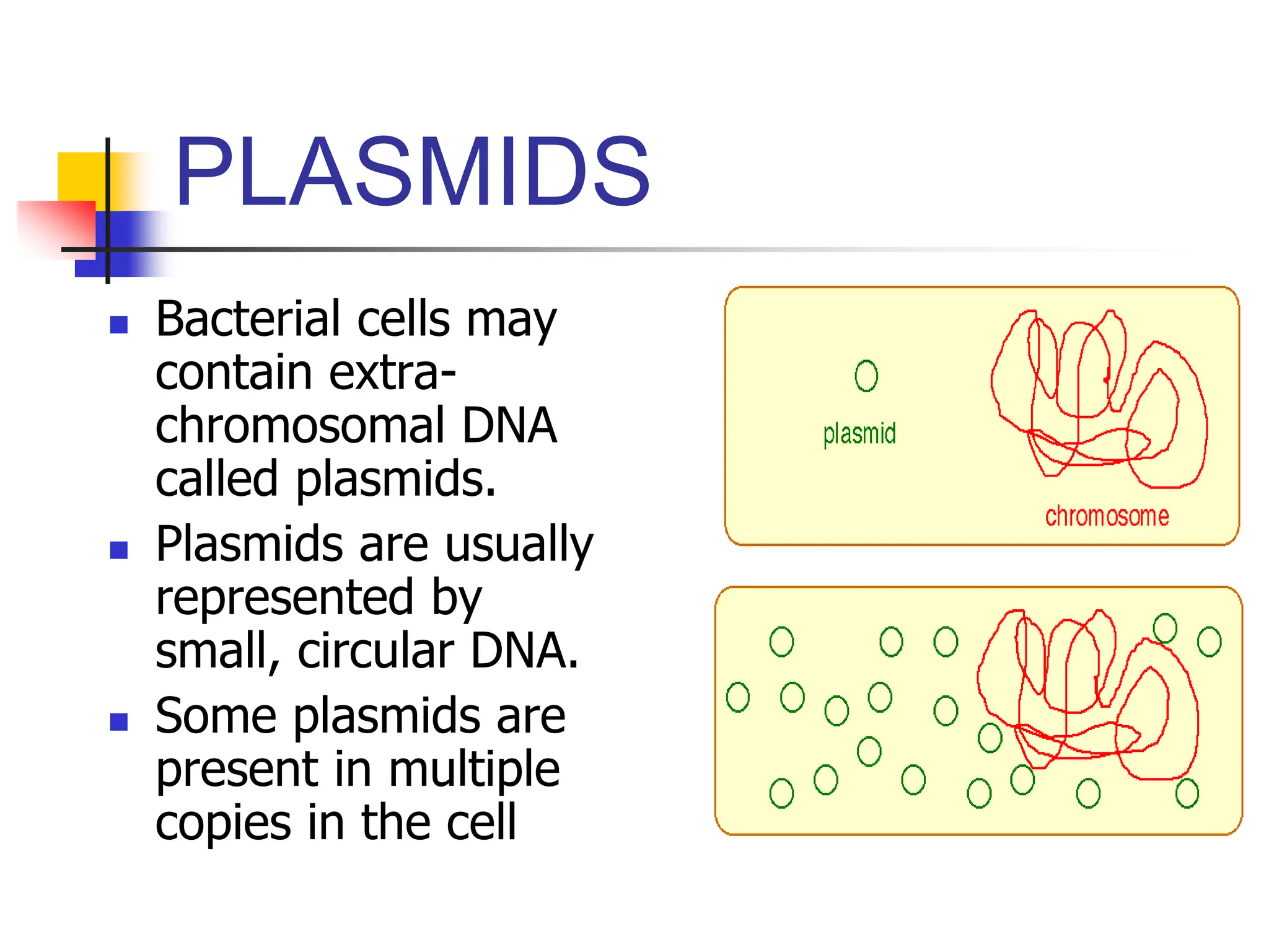PLASMIDS
 Bacterial cells may
contain extra-
chromosomal DNA
called plasmids.
 Plasmids are usually
represented by
small, circular DNA.
 Some plasmids are
present in multiple
copies in the cell
 