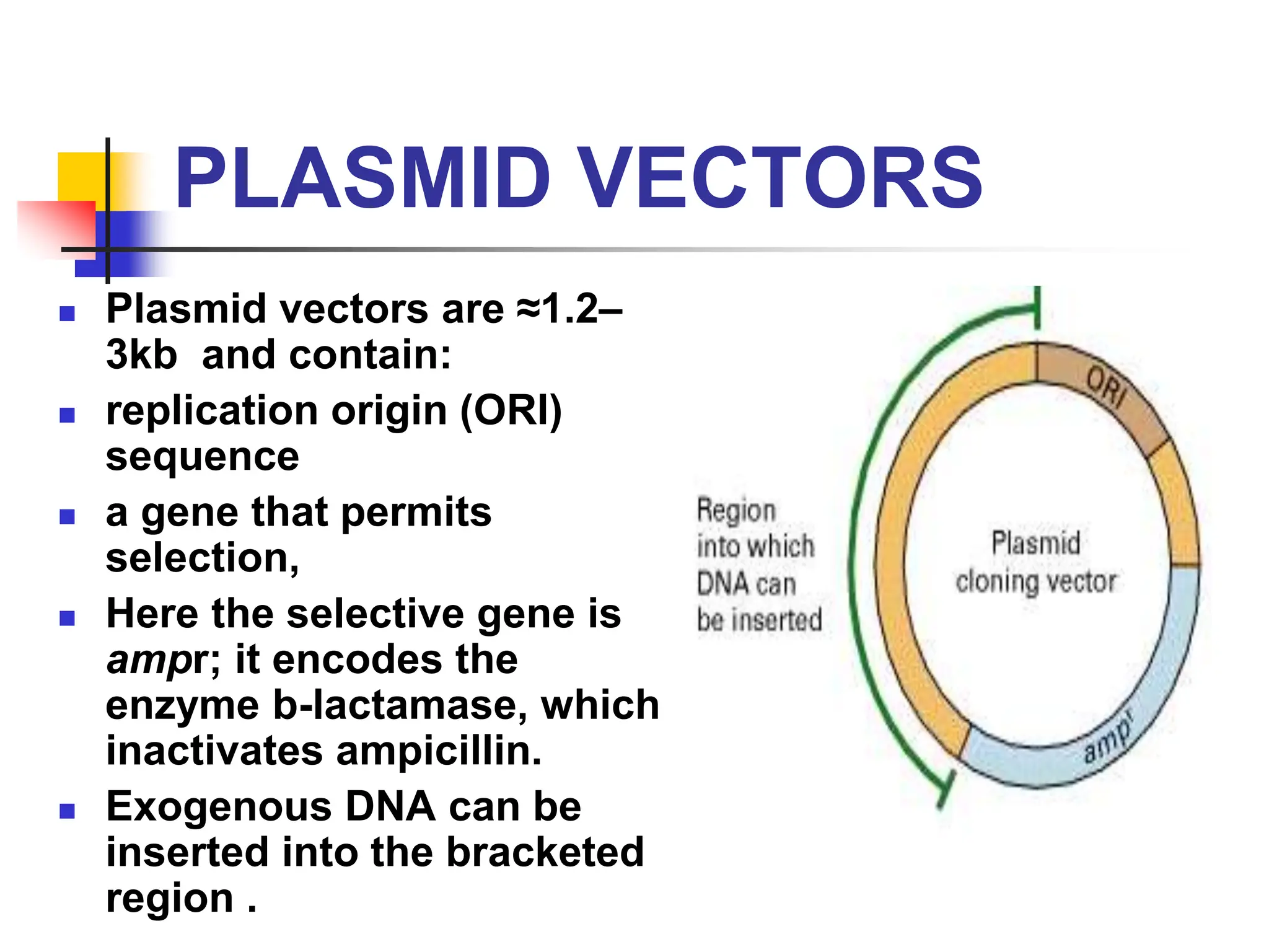 PLASMID VECTORS
 Plasmid vectors are ≈1.2–
3kb and contain:
 replication origin (ORI)
sequence
 a gene that permits
selection,
 Here the selective gene is
ampr; it encodes the
enzyme b-lactamase, which
inactivates ampicillin.
 Exogenous DNA can be
inserted into the bracketed
region .
 