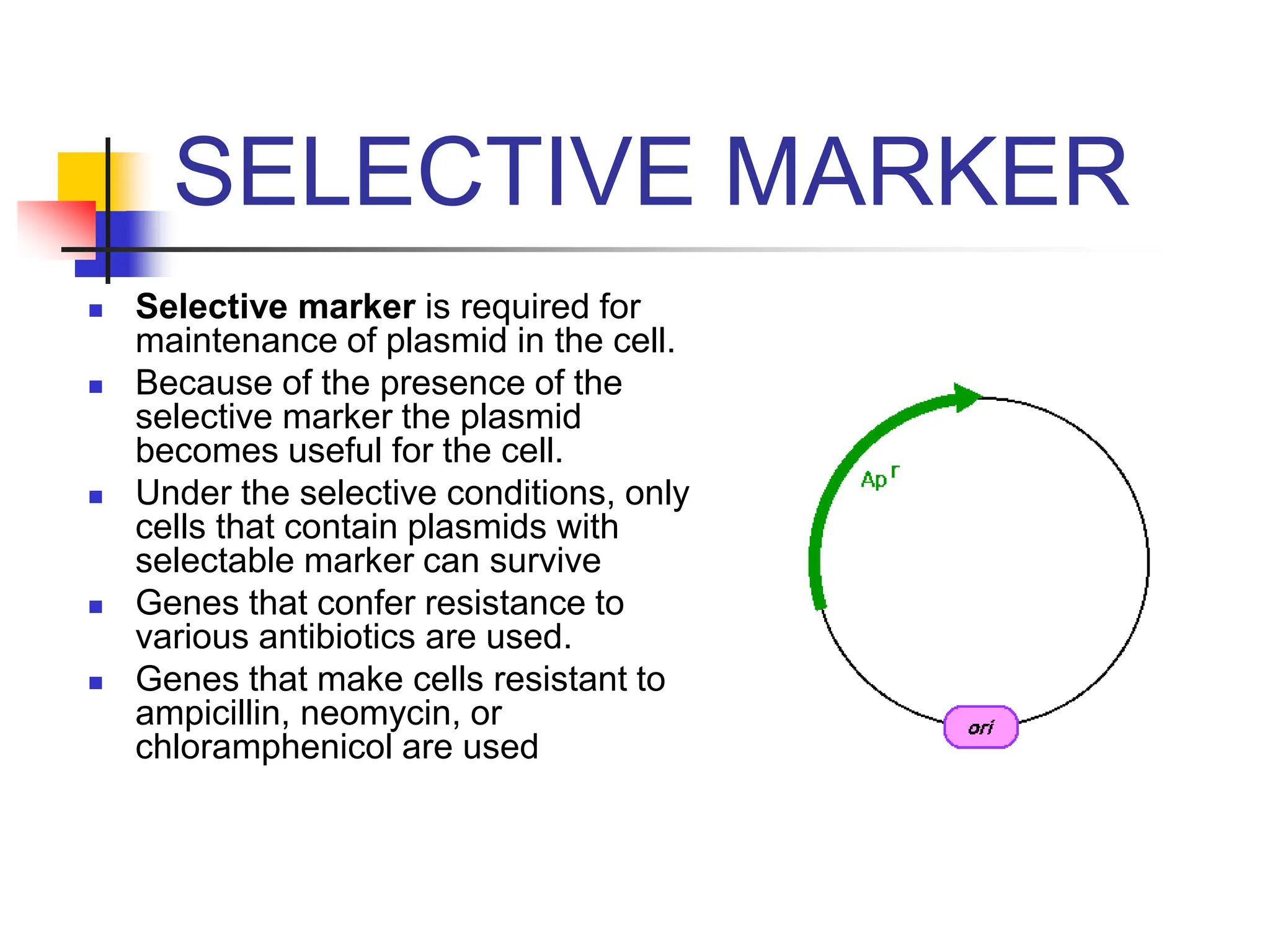 SELECTIVE MARKER
 Selective marker is required for
maintenance of plasmid in the cell.
 Because of the presence of the
selective marker the plasmid
becomes useful for the cell.
 Under the selective conditions, only
cells that contain plasmids with
selectable marker can survive
 Genes that confer resistance to
various antibiotics are used.
 Genes that make cells resistant to
ampicillin, neomycin, or
chloramphenicol are used
 