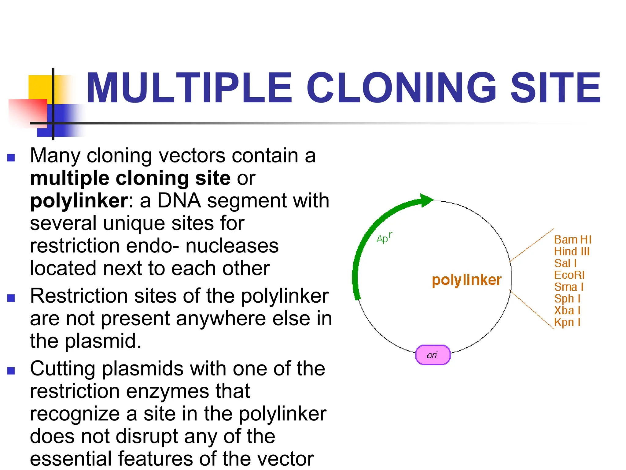 MULTIPLE CLONING SITE
 Many cloning vectors contain a
multiple cloning site or
polylinker: a DNA segment with
several unique sites for
restriction endo- nucleases
located next to each other
 Restriction sites of the polylinker
are not present anywhere else in
the plasmid.
 Cutting plasmids with one of the
restriction enzymes that
recognize a site in the polylinker
does not disrupt any of the
essential features of the vector
 