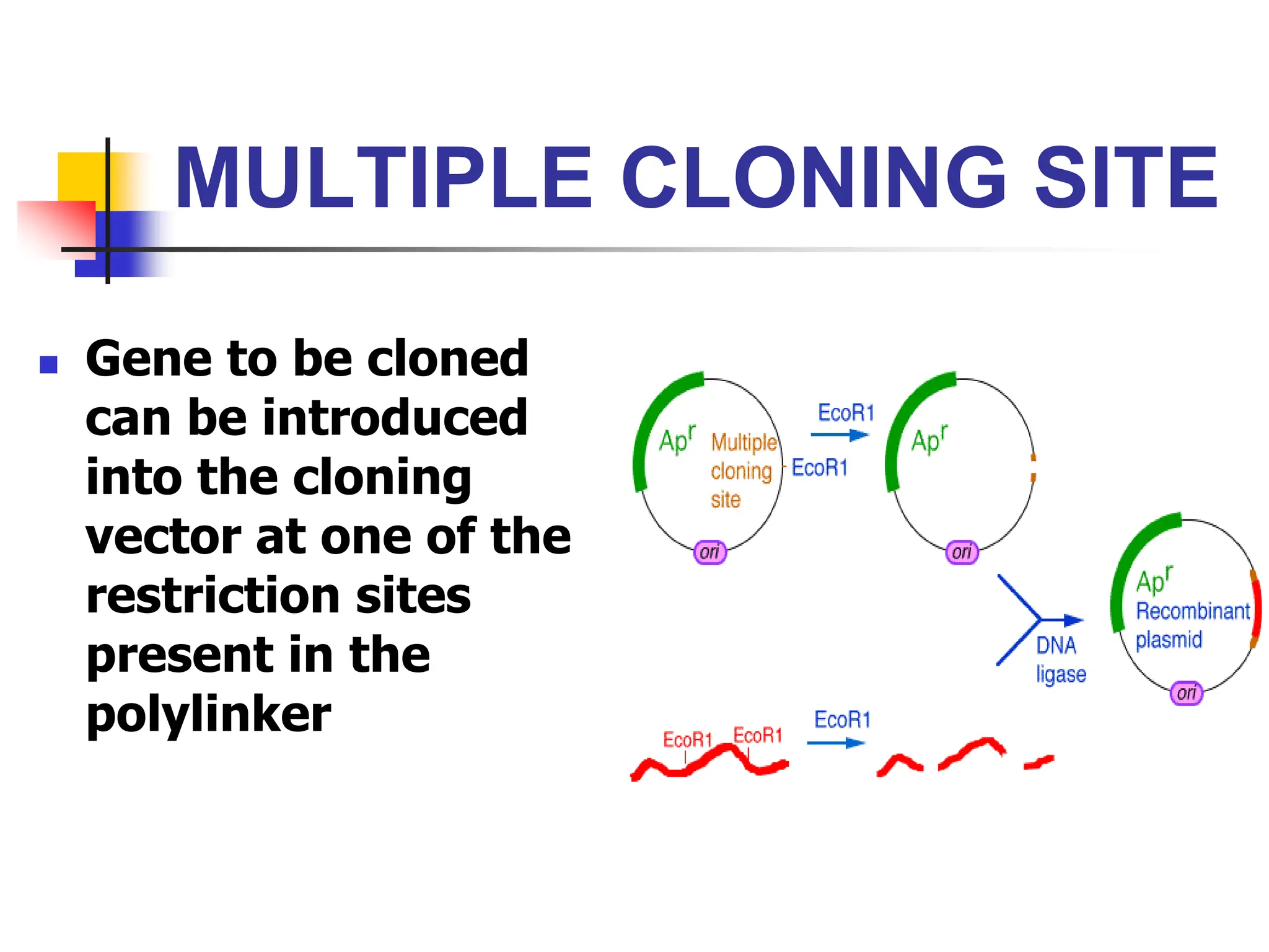 MULTIPLE CLONING SITE
 Gene to be cloned
can be introduced
into the cloning
vector at one of the
restriction sites
present in the
polylinker
 