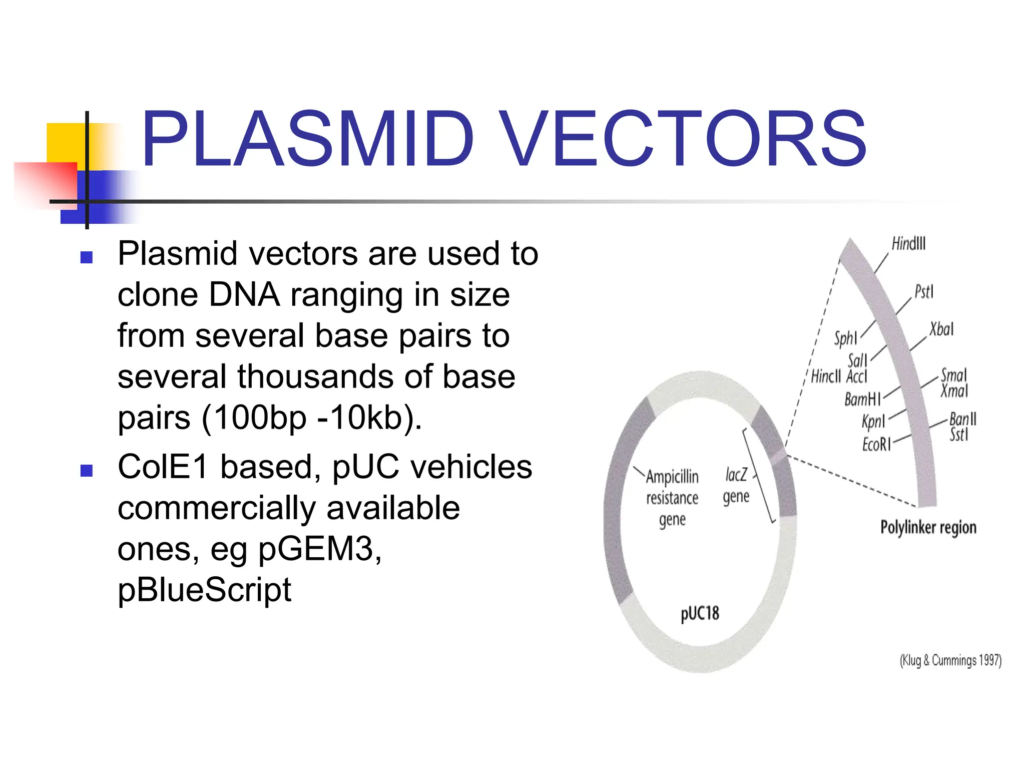 PLASMID VECTORS
 Plasmid vectors are used to
clone DNA ranging in size
from several base pairs to
several thousands of base
pairs (100bp -10kb).
 ColE1 based, pUC vehicles
commercially available
ones, eg pGEM3,
pBlueScript
 