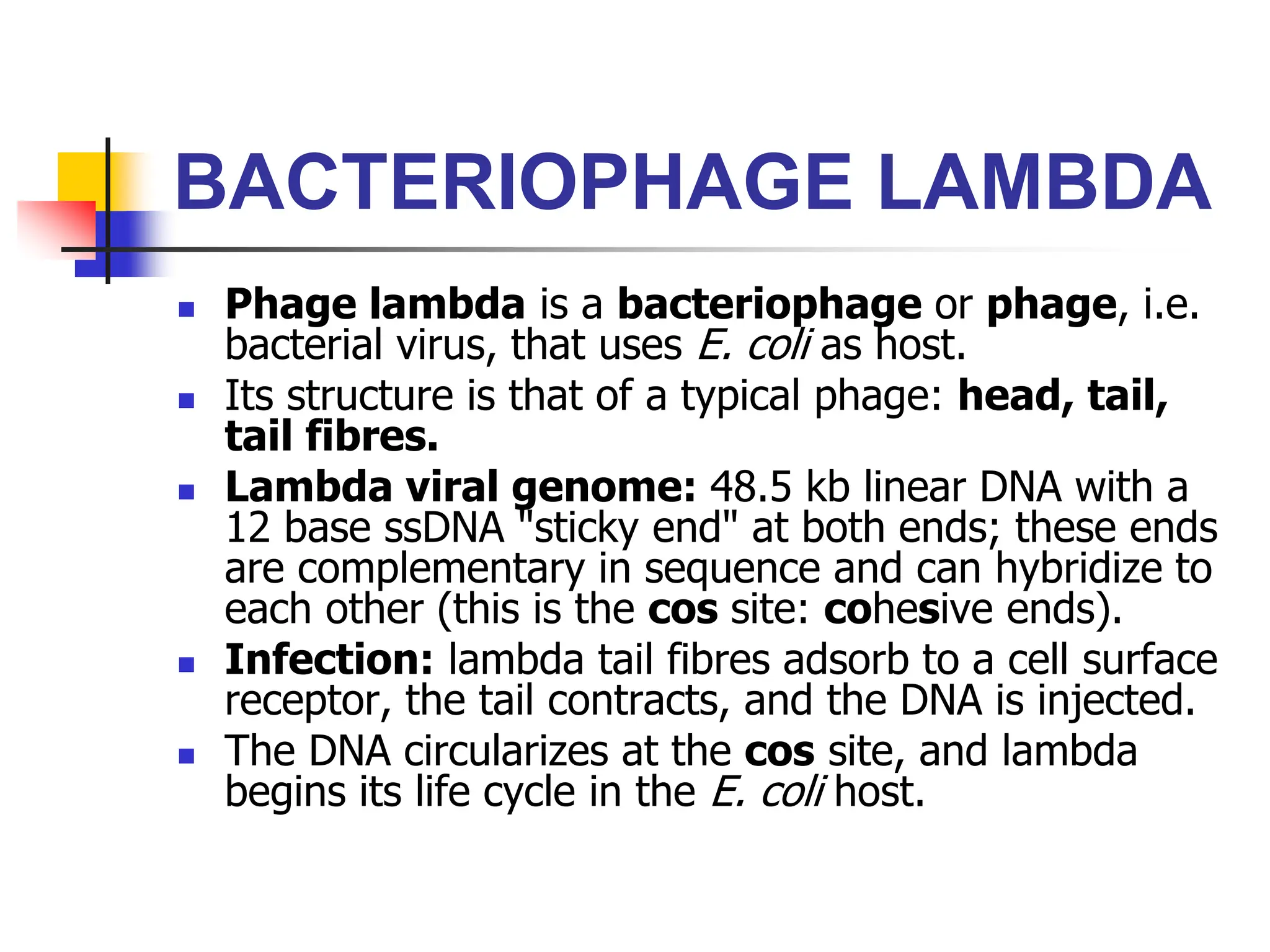 BACTERIOPHAGE LAMBDA
 Phage lambda is a bacteriophage or phage, i.e.
bacterial virus, that uses E. coli as host.
 Its structure is that of a typical phage: head, tail,
tail fibres.
 Lambda viral genome: 48.5 kb linear DNA with a
12 base ssDNA "sticky end" at both ends; these ends
are complementary in sequence and can hybridize to
each other (this is the cos site: cohesive ends).
 Infection: lambda tail fibres adsorb to a cell surface
receptor, the tail contracts, and the DNA is injected.
 The DNA circularizes at the cos site, and lambda
begins its life cycle in the E. coli host.
 