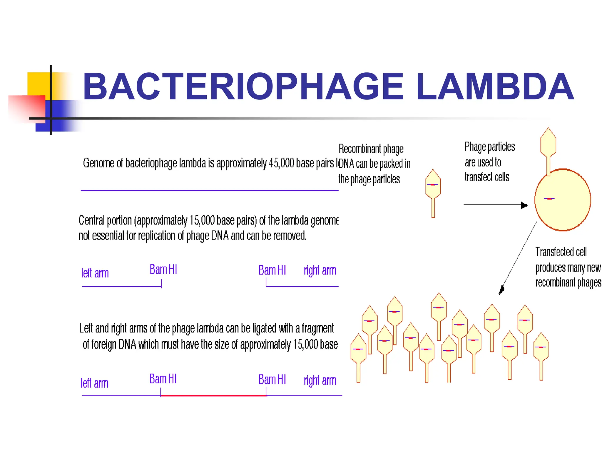 BACTERIOPHAGE LAMBDA
 