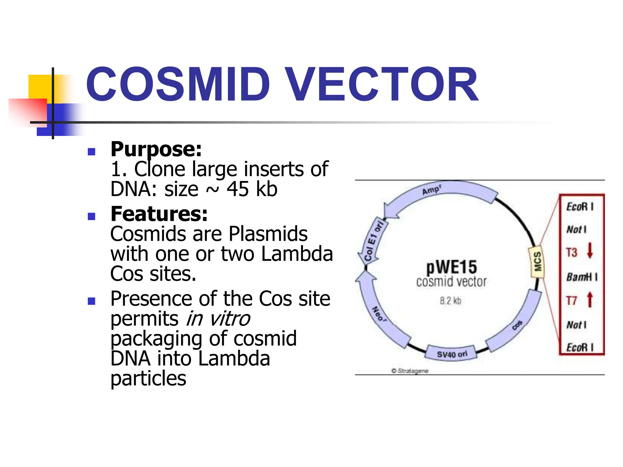 COSMID VECTOR
 Purpose:
1. Clone large inserts of
DNA: size ~ 45 kb
 Features:
Cosmids are Plasmids
with one or two Lambda
Cos sites.
 Presence of the Cos site
permits in vitro
packaging of cosmid
DNA into Lambda
particles
 