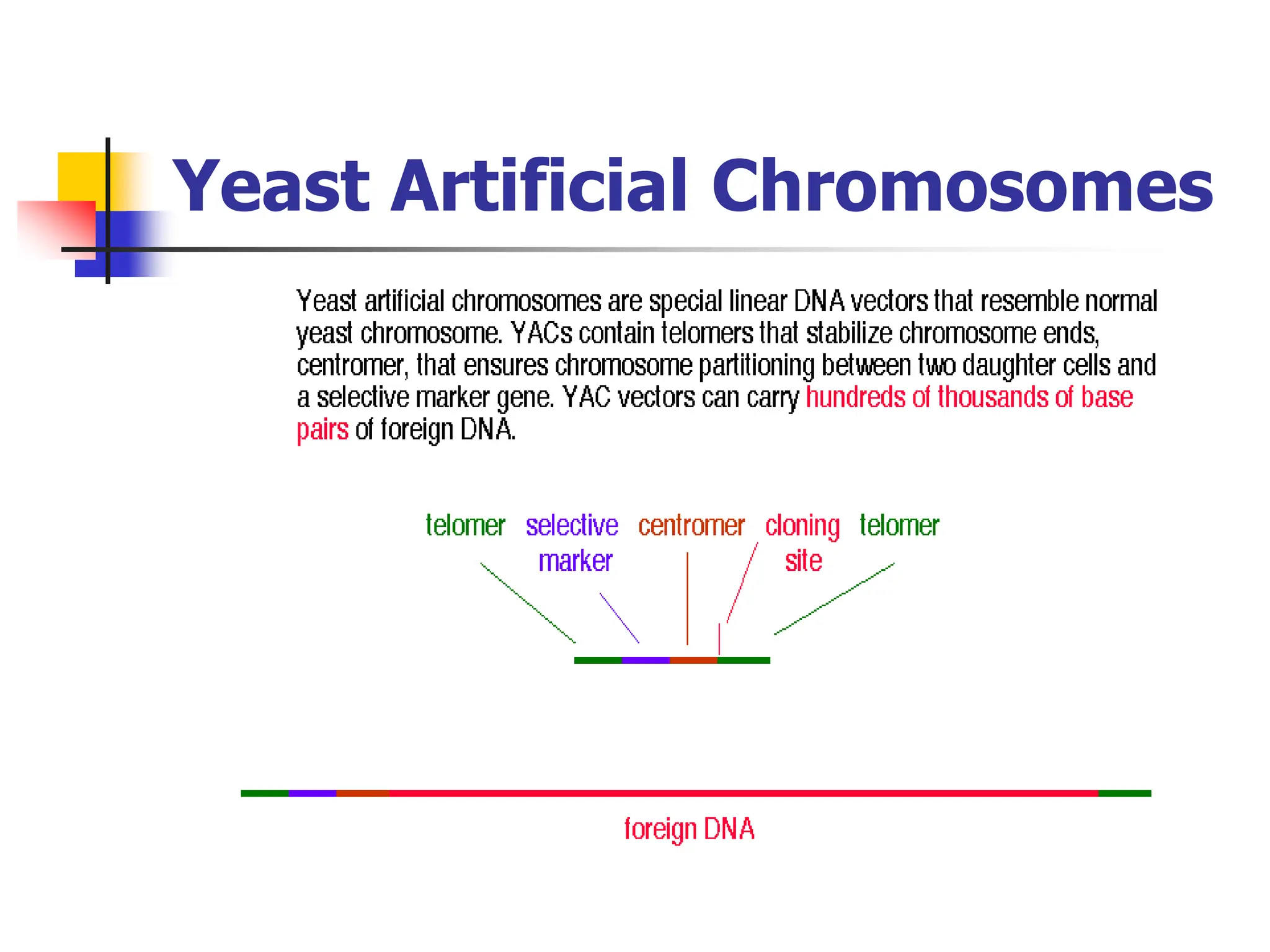 Yeast Artificial Chromosomes
 