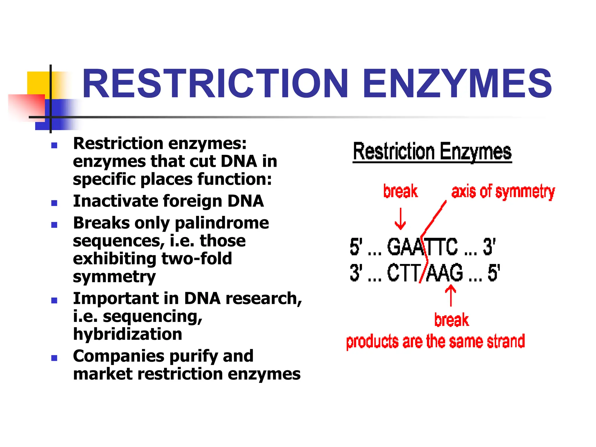 RESTRICTION ENZYMES
 Restriction enzymes:
enzymes that cut DNA in
specific places function:
 Inactivate foreign DNA
 Breaks only palindrome
sequences, i.e. those
exhibiting two-fold
symmetry
 Important in DNA research,
i.e. sequencing,
hybridization
 Companies purify and
market restriction enzymes
 