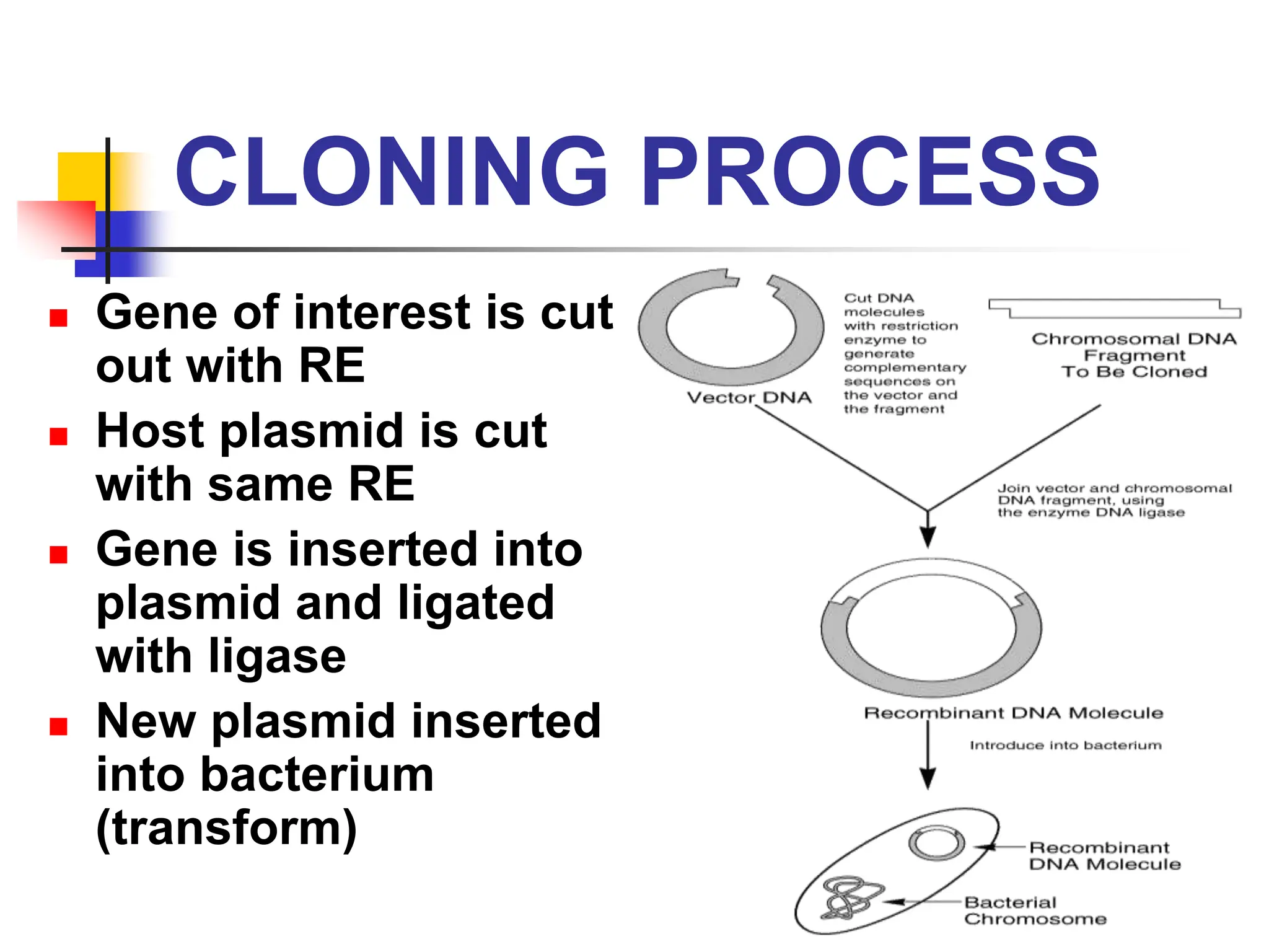 CLONING PROCESS
 Gene of interest is cut
out with RE
 Host plasmid is cut
with same RE
 Gene is inserted into
plasmid and ligated
with ligase
 New plasmid inserted
into bacterium
(transform)
 