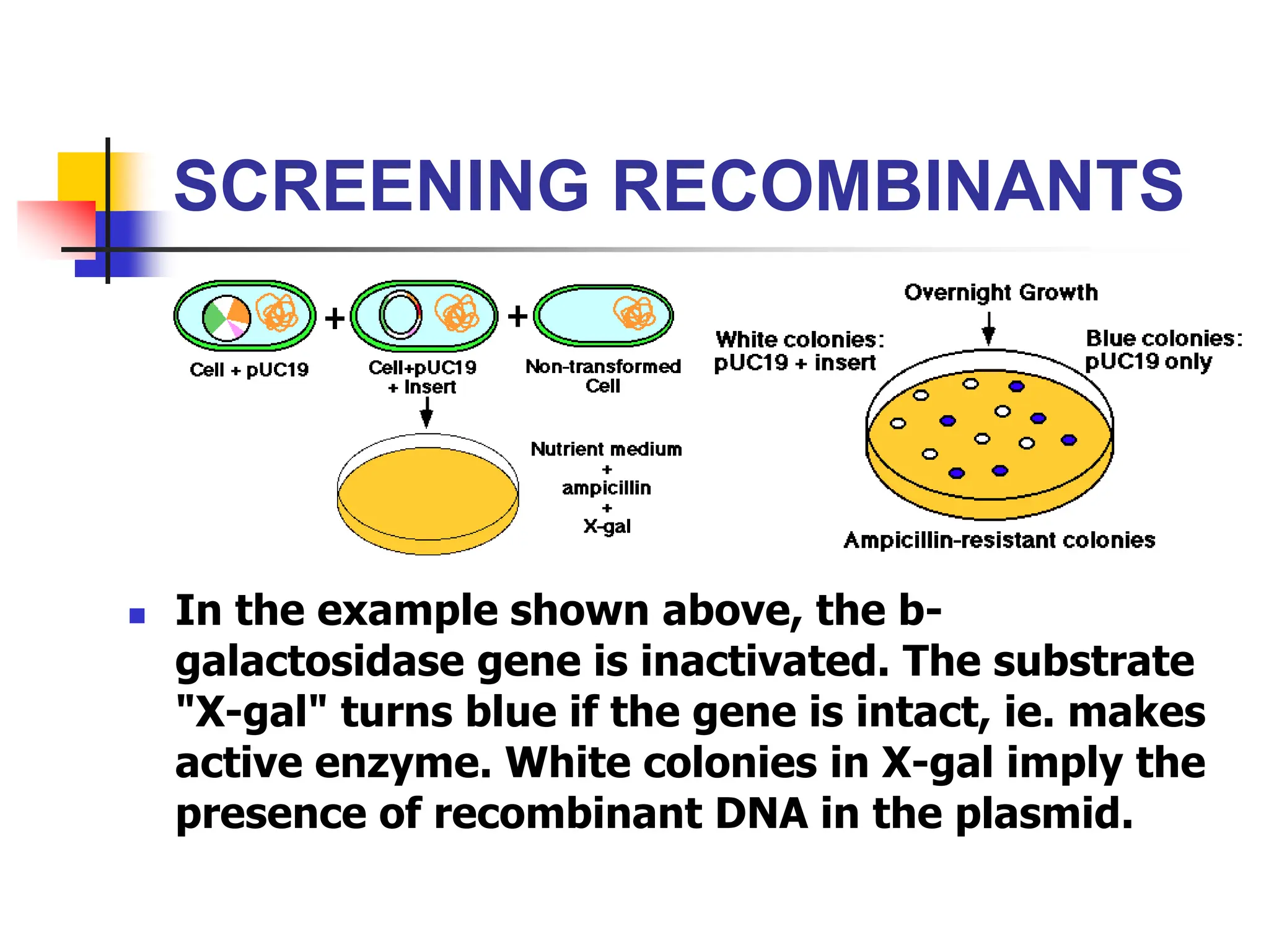 SCREENING RECOMBINANTS
 In the example shown above, the b-
galactosidase gene is inactivated. The substrate
"X-gal" turns blue if the gene is intact, ie. makes
active enzyme. White colonies in X-gal imply the
presence of recombinant DNA in the plasmid.
 