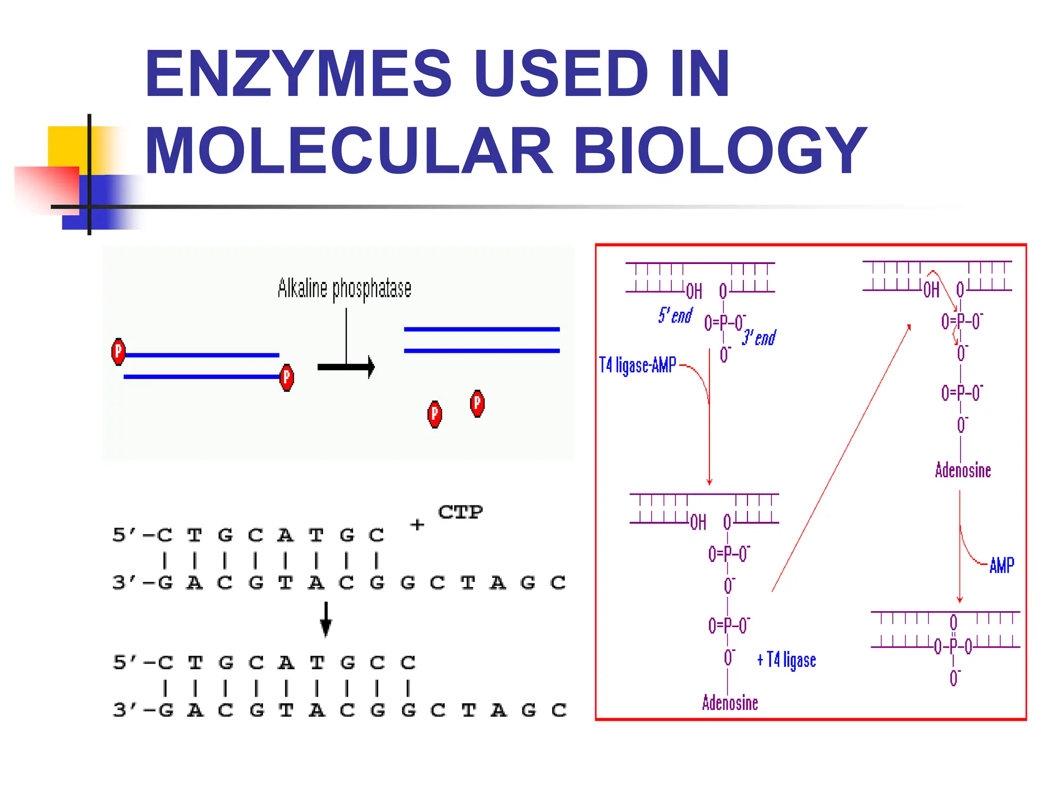 ENZYMES USED IN
MOLECULAR BIOLOGY
 