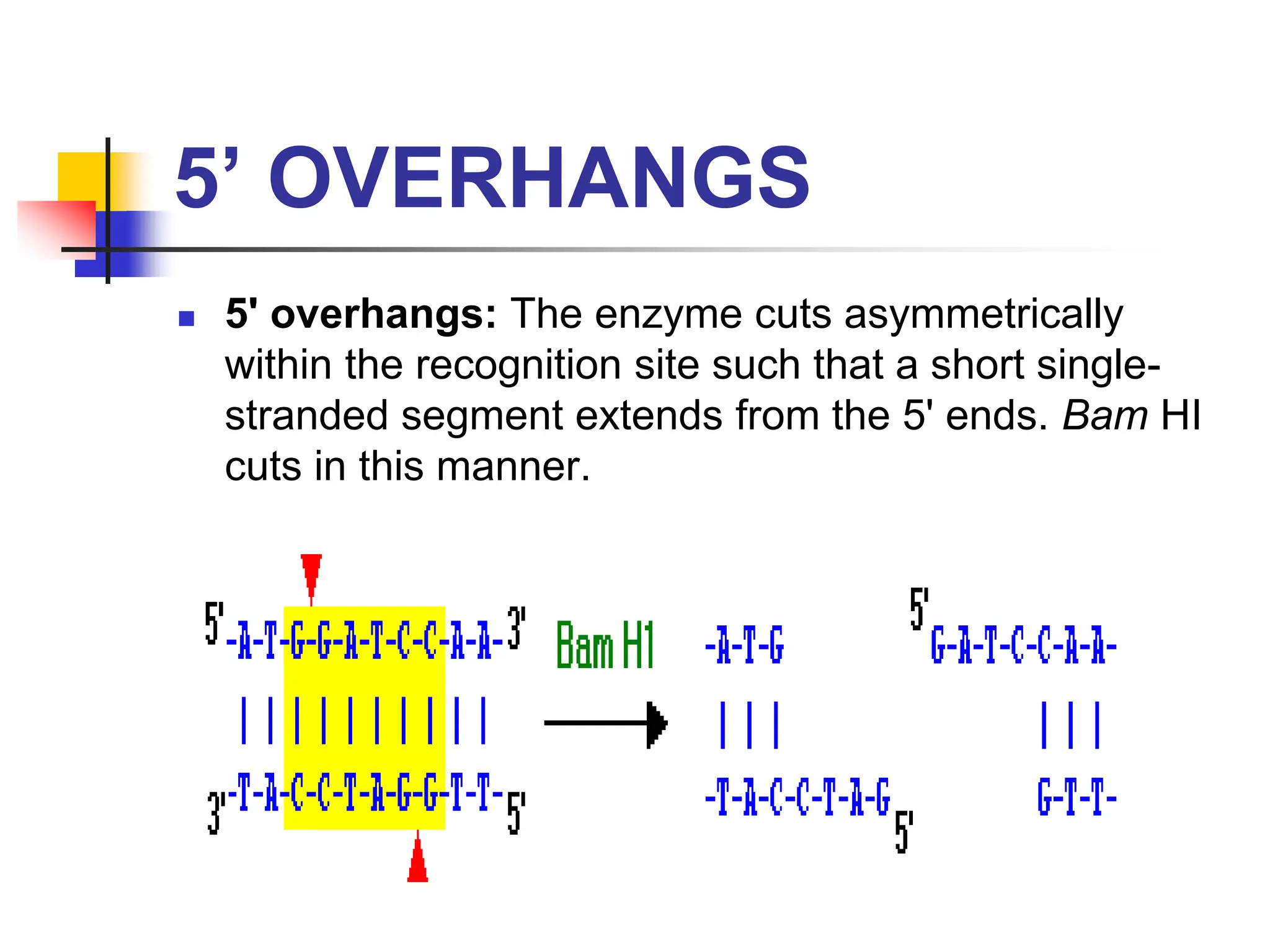 5’ OVERHANGS
 5' overhangs: The enzyme cuts asymmetrically
within the recognition site such that a short single-
stranded segment extends from the 5' ends. Bam HI
cuts in this manner.
 