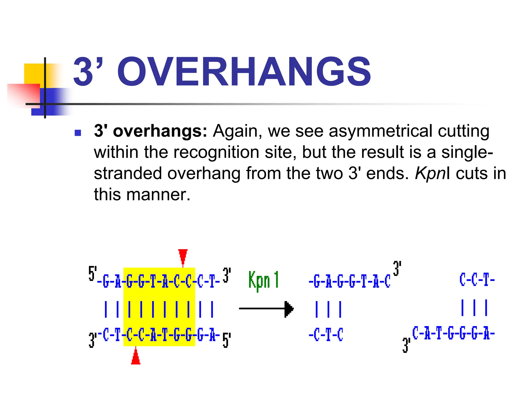 3’ OVERHANGS
 3' overhangs: Again, we see asymmetrical cutting
within the recognition site, but the result is a single-
stranded overhang from the two 3' ends. KpnI cuts in
this manner.
 