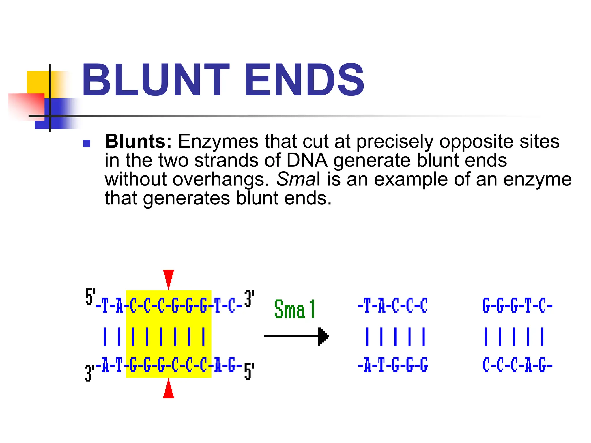 BLUNT ENDS
 Blunts: Enzymes that cut at precisely opposite sites
in the two strands of DNA generate blunt ends
without overhangs. SmaI is an example of an enzyme
that generates blunt ends.
 