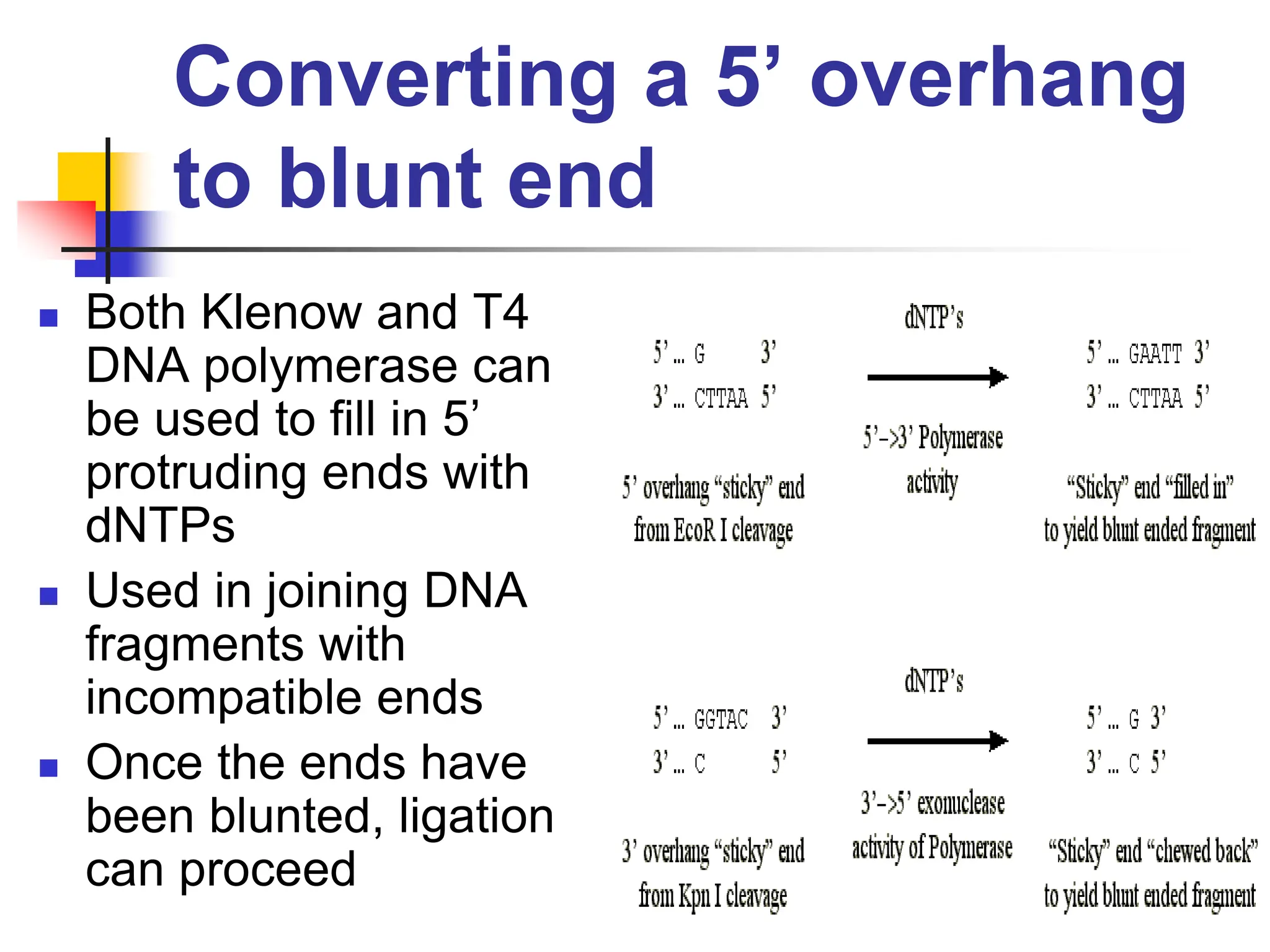 Converting a 5’ overhang
to blunt end
 Both Klenow and T4
DNA polymerase can
be used to fill in 5’
protruding ends with
dNTPs
 Used in joining DNA
fragments with
incompatible ends
 Once the ends have
been blunted, ligation
can proceed
 