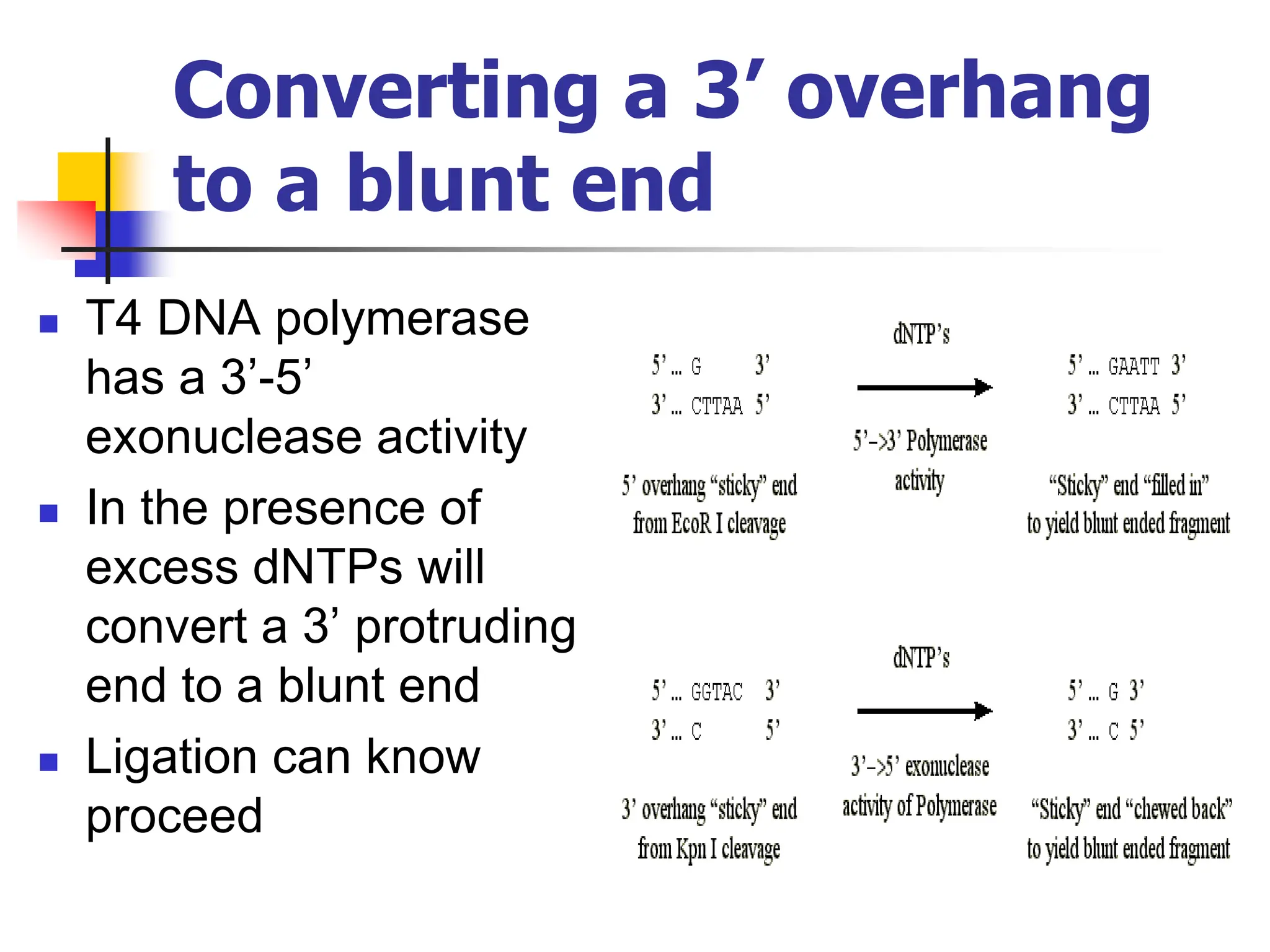 Converting a 3’ overhang
to a blunt end
 T4 DNA polymerase
has a 3’-5’
exonuclease activity
 In the presence of
excess dNTPs will
convert a 3’ protruding
end to a blunt end
 Ligation can know
proceed
 