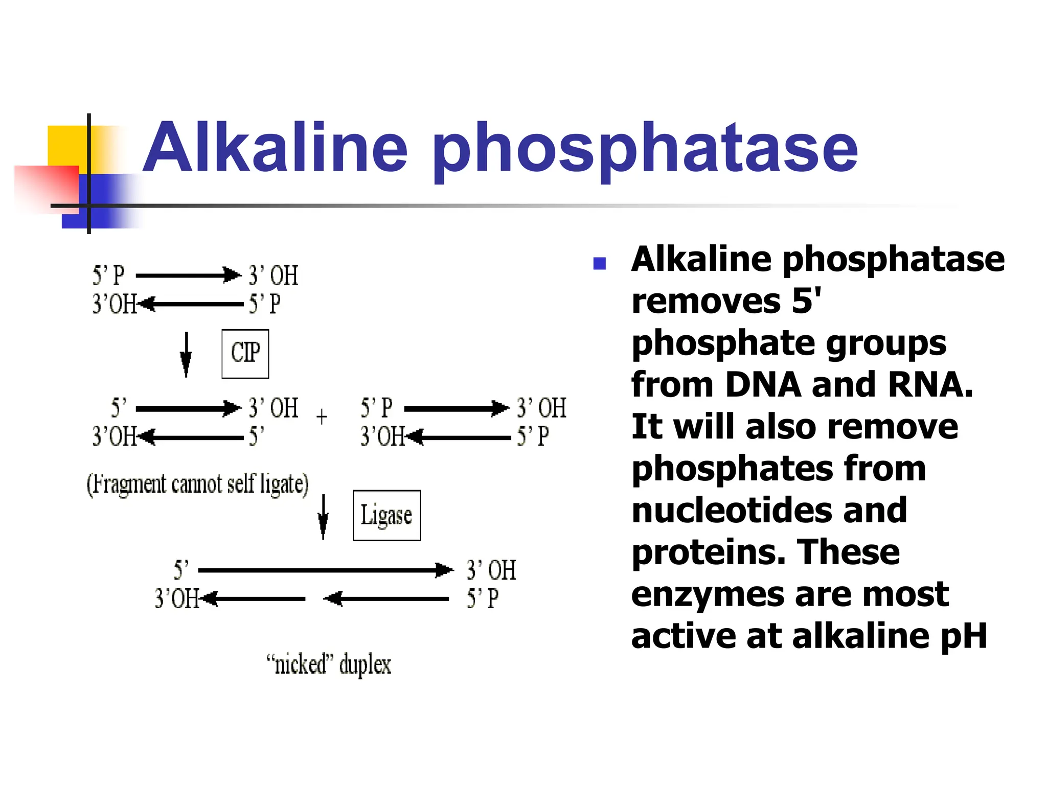 Alkaline phosphatase
 Alkaline phosphatase
removes 5'
phosphate groups
from DNA and RNA.
It will also remove
phosphates from
nucleotides and
proteins. These
enzymes are most
active at alkaline pH
 