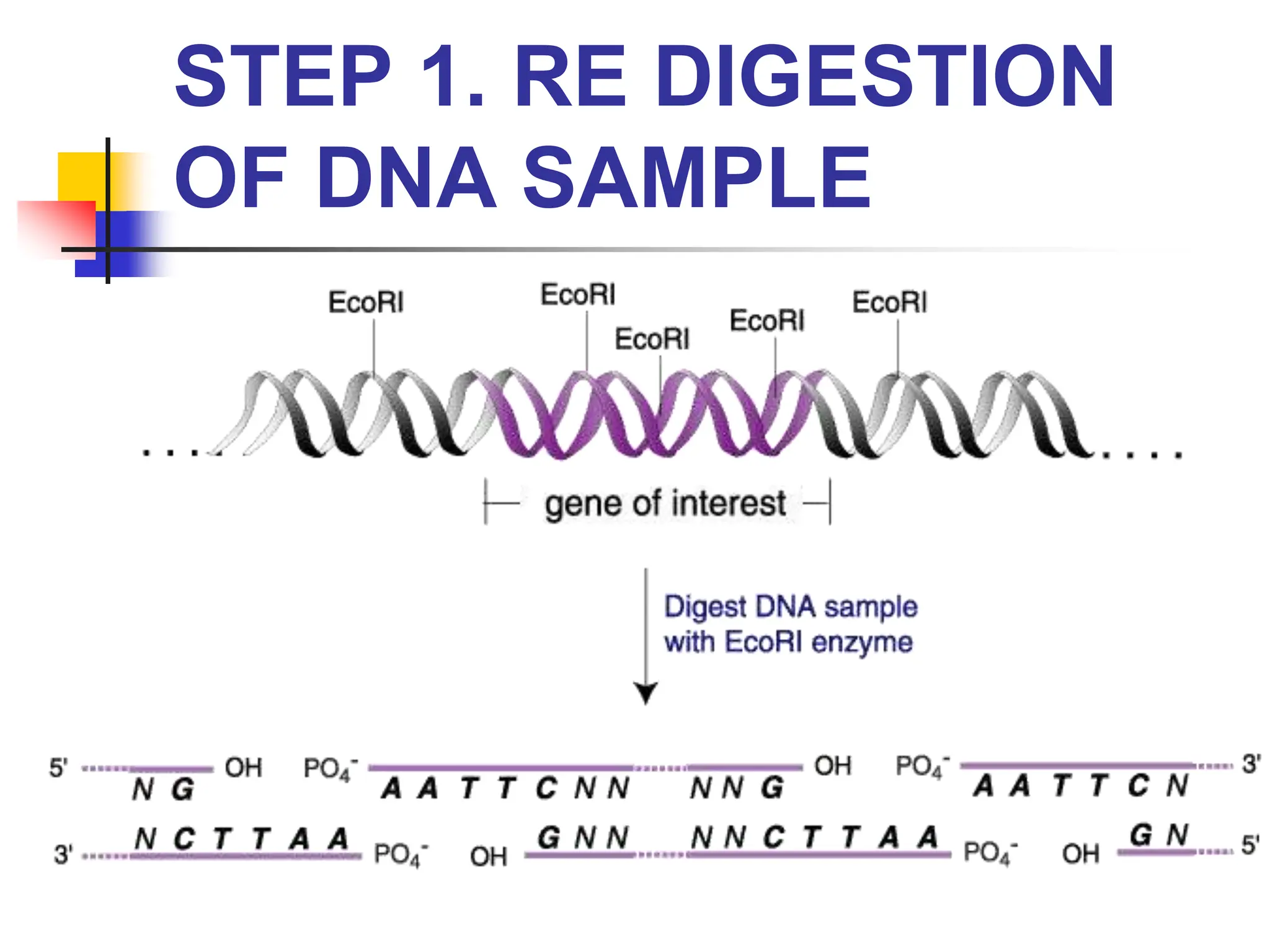 STEP 1. RE DIGESTION
OF DNA SAMPLE
 