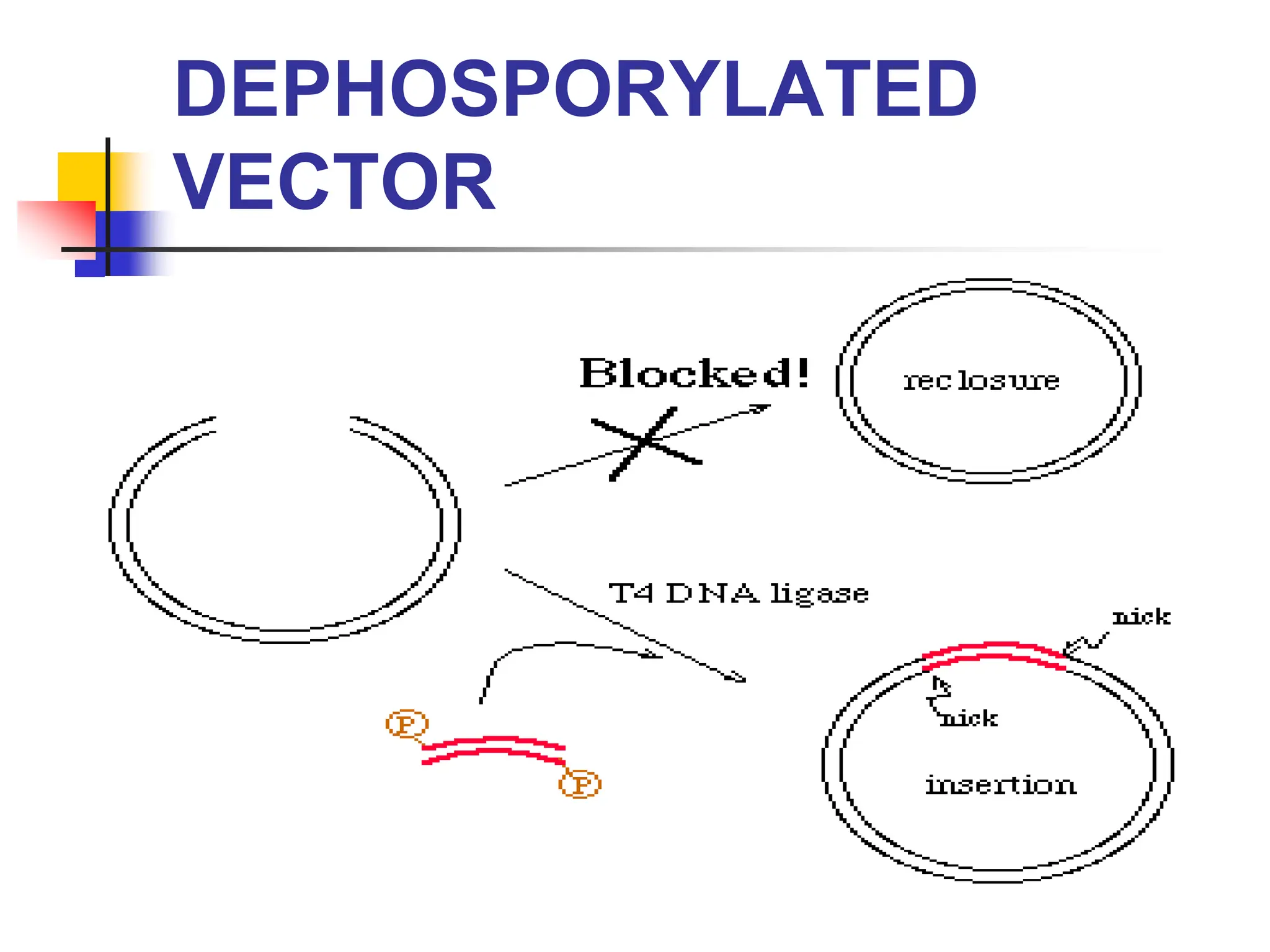 DEPHOSPORYLATED
VECTOR
 