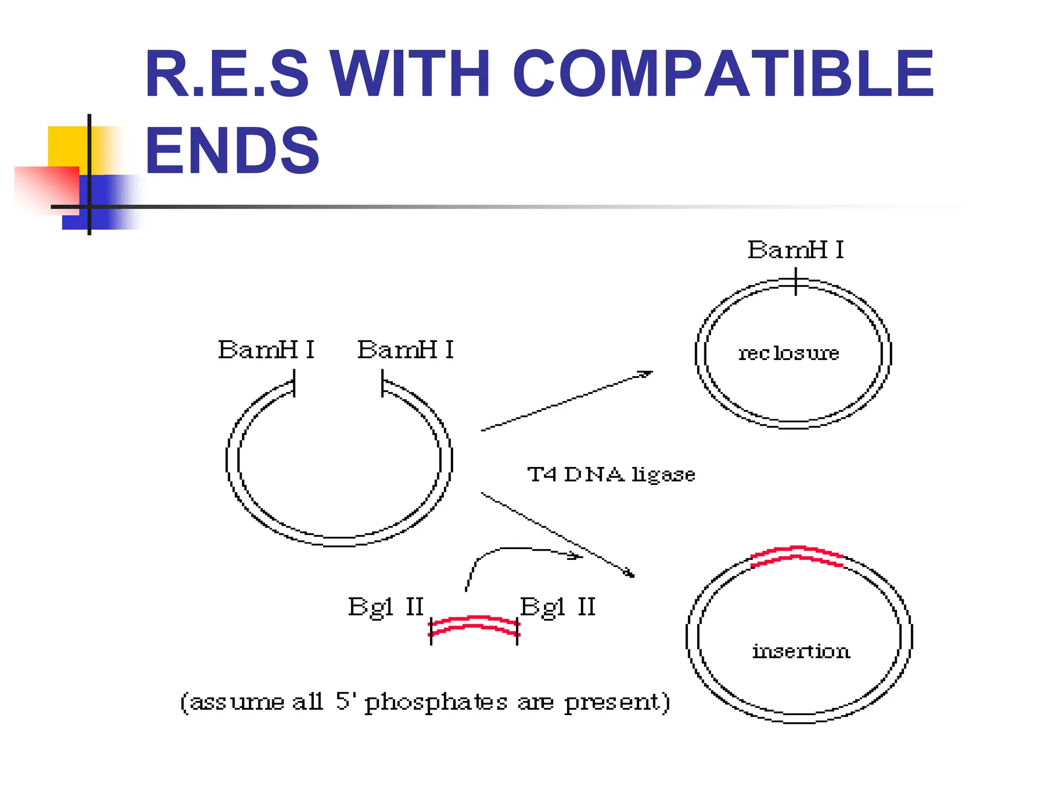 R.E.S WITH COMPATIBLE
ENDS
 