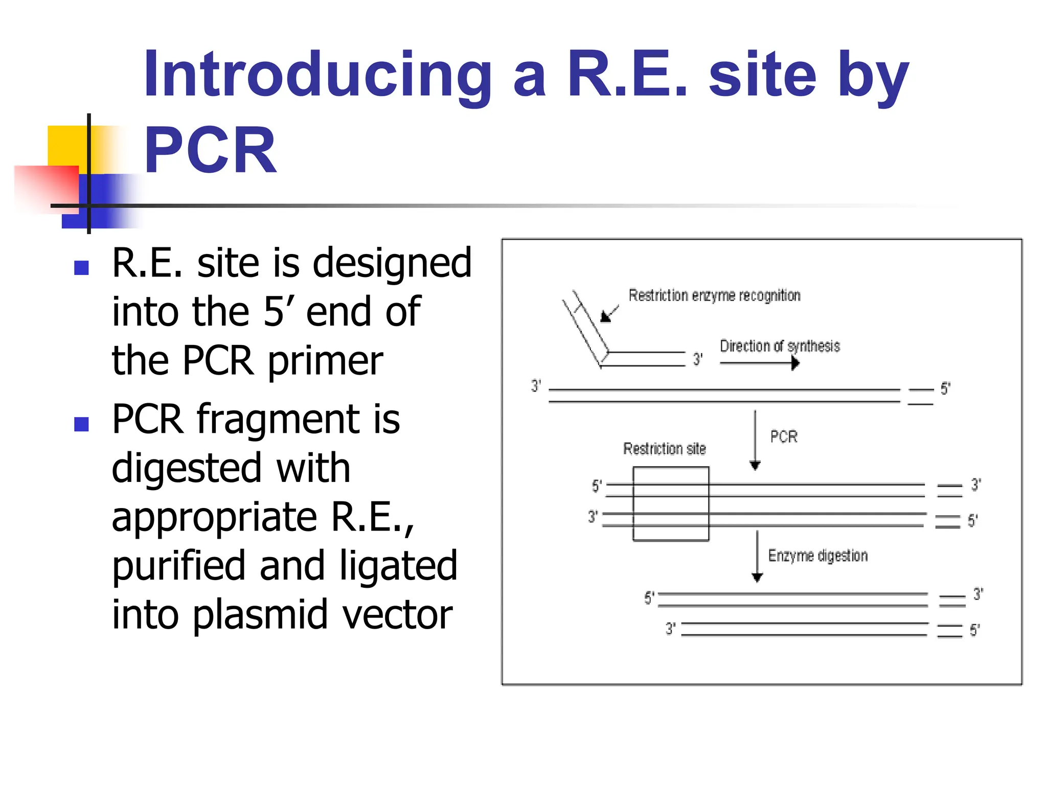 Introducing a R.E. site by
PCR
 R.E. site is designed
into the 5’ end of
the PCR primer
 PCR fragment is
digested with
appropriate R.E.,
purified and ligated
into plasmid vector
 