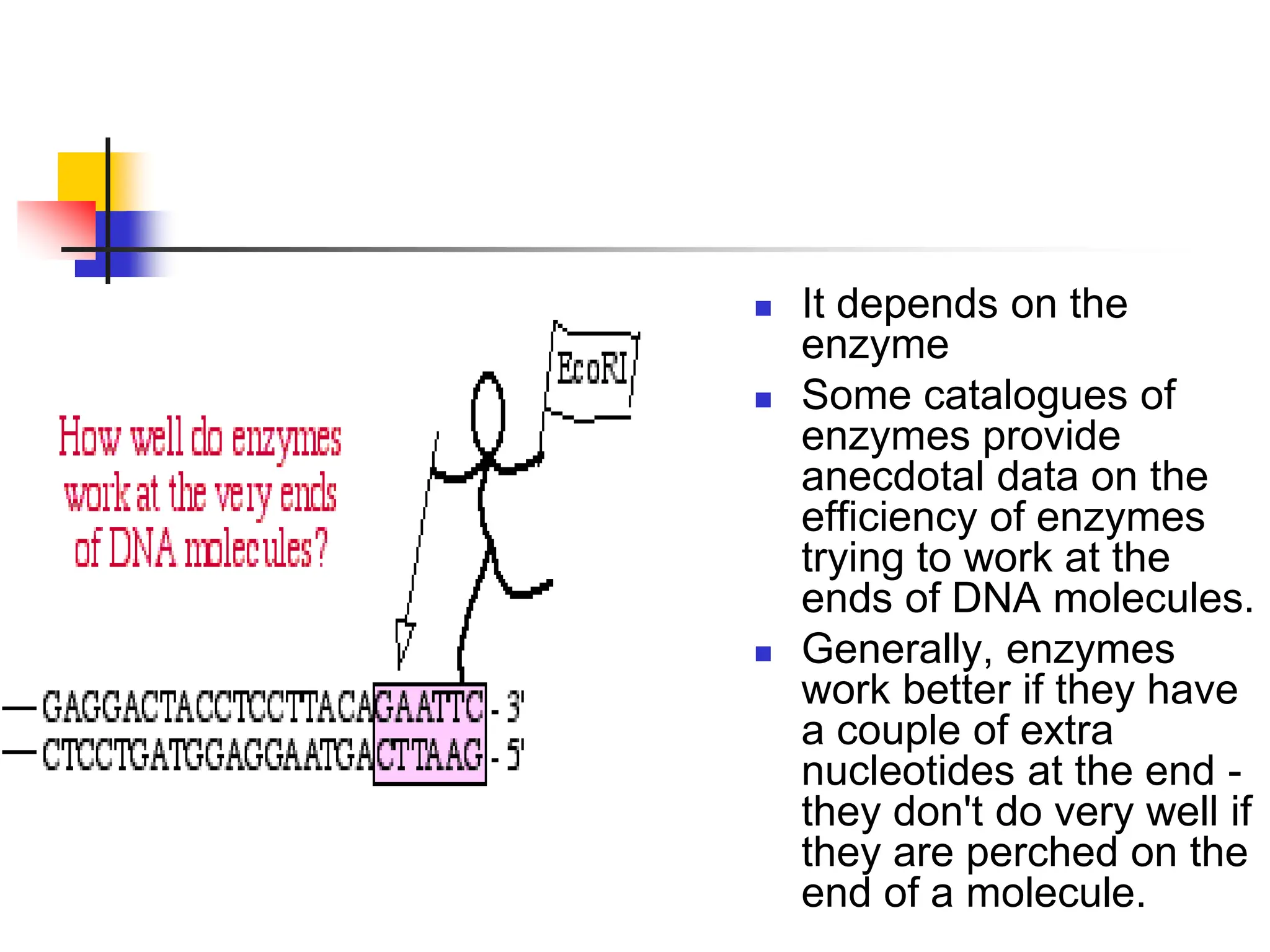  It depends on the
enzyme
 Some catalogues of
enzymes provide
anecdotal data on the
efficiency of enzymes
trying to work at the
ends of DNA molecules.
 Generally, enzymes
work better if they have
a couple of extra
nucleotides at the end -
they don't do very well if
they are perched on the
end of a molecule.
 