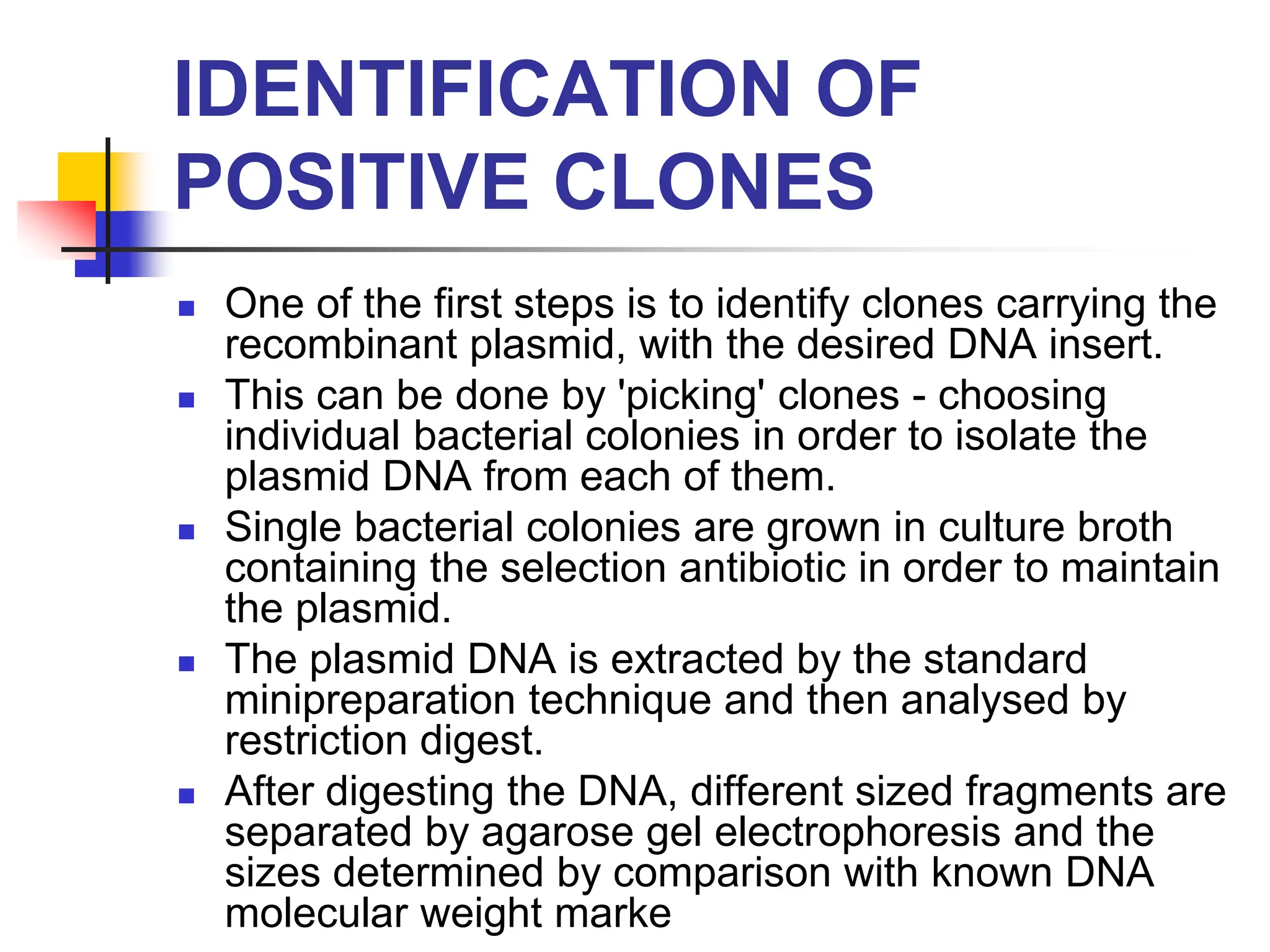 IDENTIFICATION OF
POSITIVE CLONES
 One of the first steps is to identify clones carrying the
recombinant plasmid, with the desired DNA insert.
 This can be done by 'picking' clones - choosing
individual bacterial colonies in order to isolate the
plasmid DNA from each of them.
 Single bacterial colonies are grown in culture broth
containing the selection antibiotic in order to maintain
the plasmid.
 The plasmid DNA is extracted by the standard
minipreparation technique and then analysed by
restriction digest.
 After digesting the DNA, different sized fragments are
separated by agarose gel electrophoresis and the
sizes determined by comparison with known DNA
molecular weight marke
 