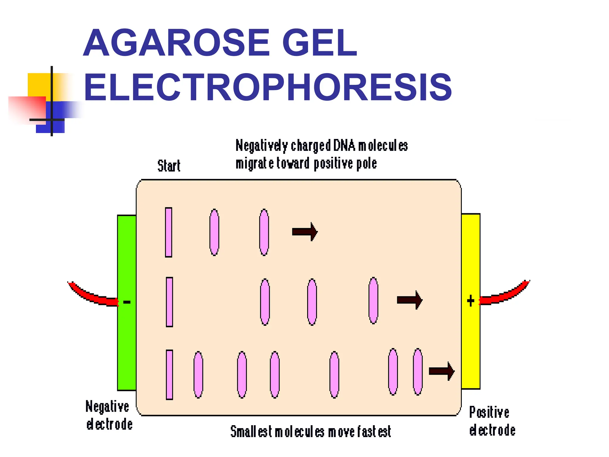 AGAROSE GEL
ELECTROPHORESIS
 