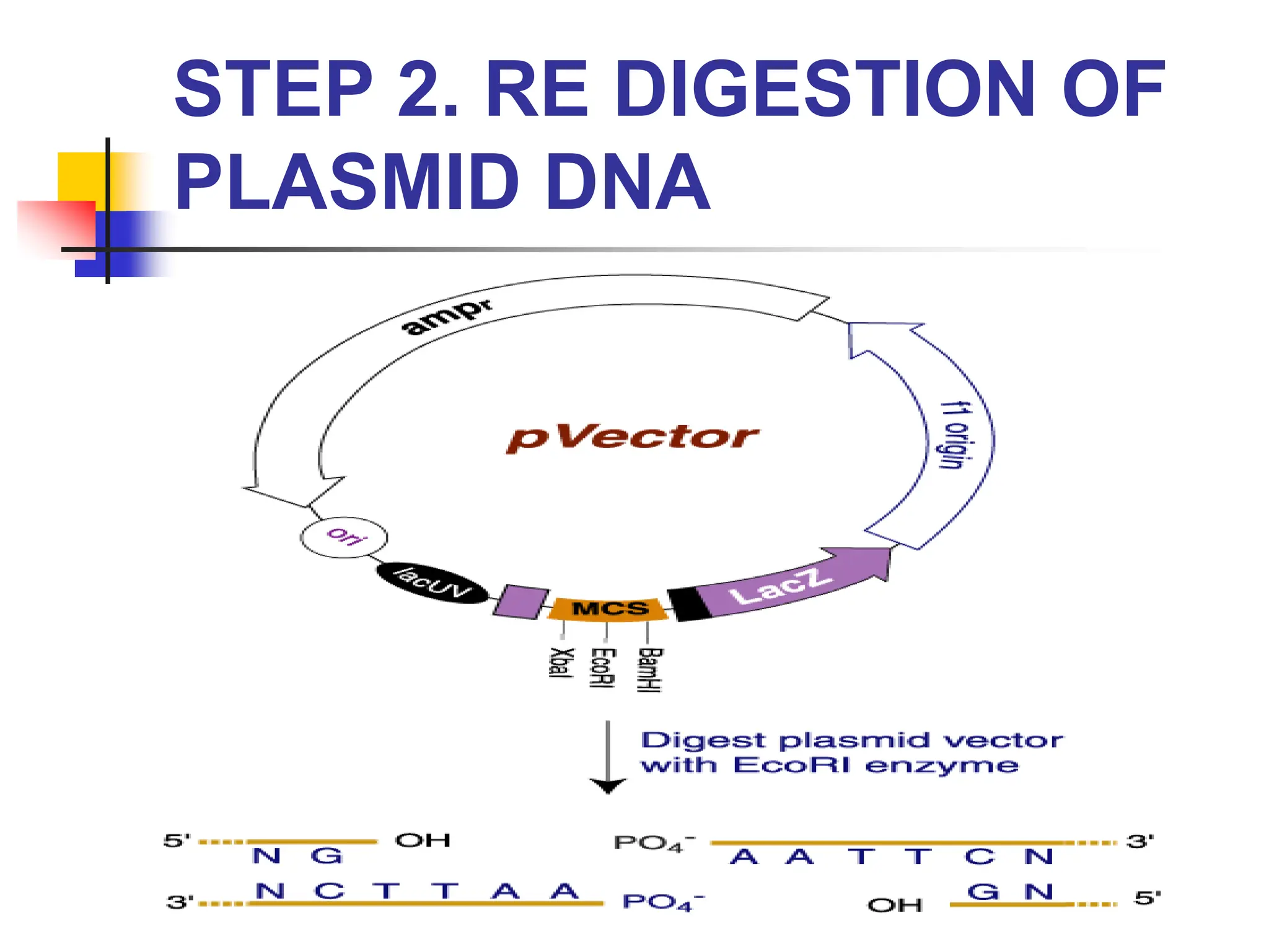 STEP 2. RE DIGESTION OF
PLASMID DNA
 