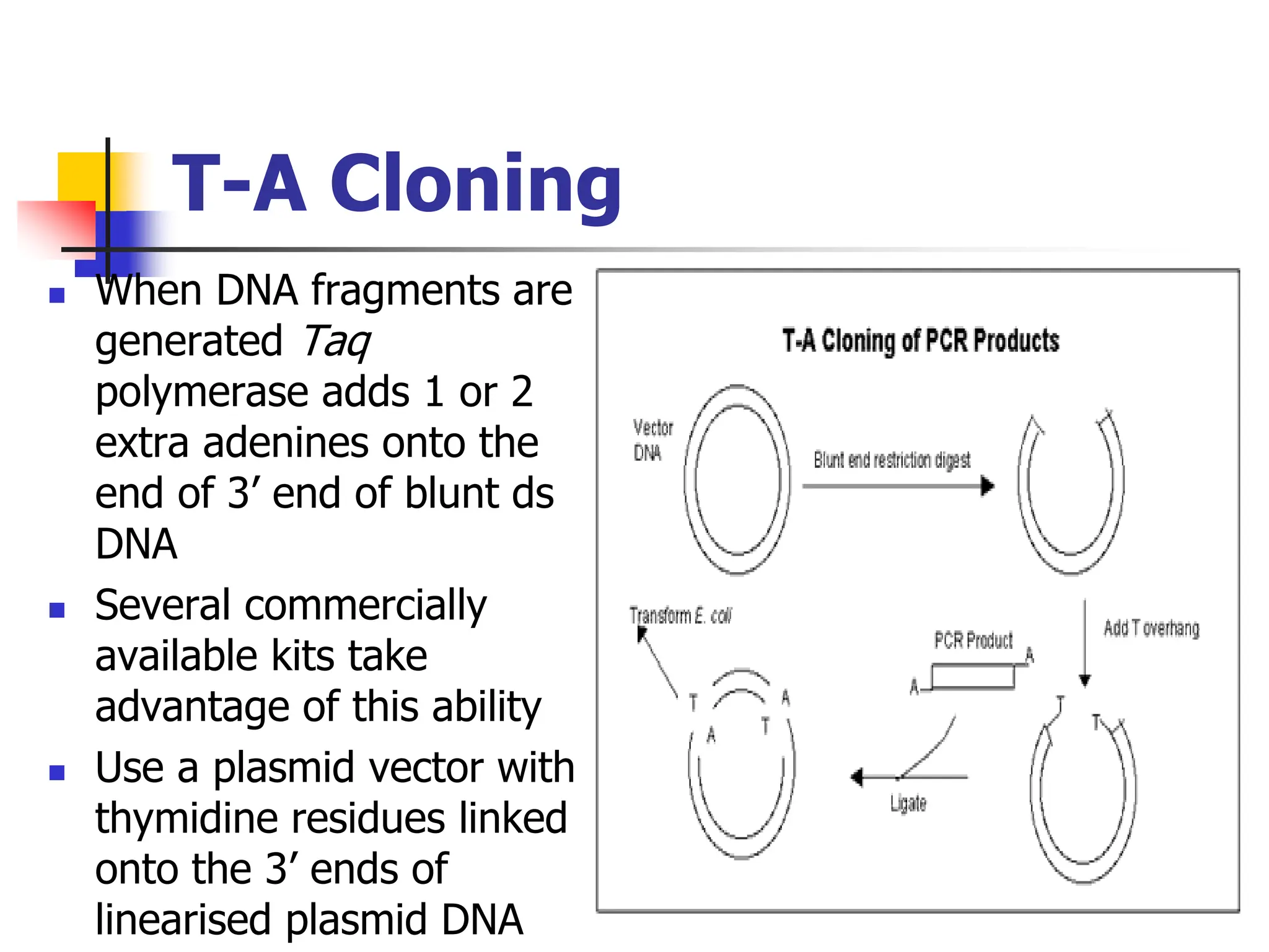 T-A Cloning
 When DNA fragments are
generated Taq
polymerase adds 1 or 2
extra adenines onto the
end of 3’ end of blunt ds
DNA
 Several commercially
available kits take
advantage of this ability
 Use a plasmid vector with
thymidine residues linked
onto the 3’ ends of
linearised plasmid DNA
 