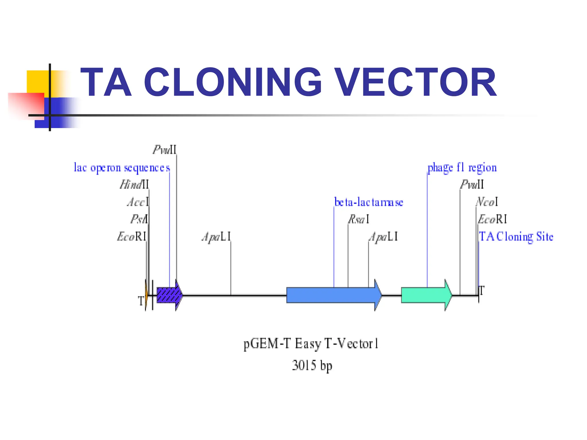 TA CLONING VECTOR
 