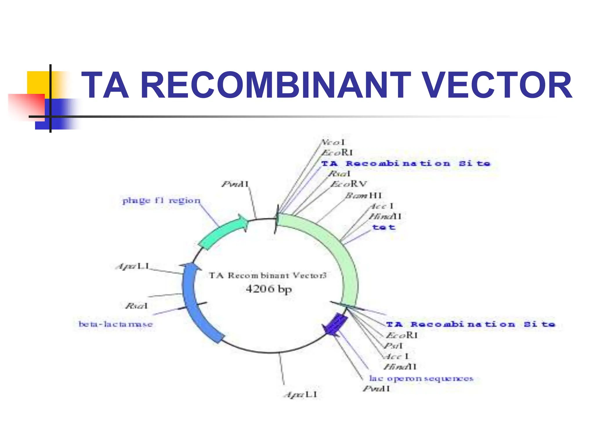 TA RECOMBINANT VECTOR
 