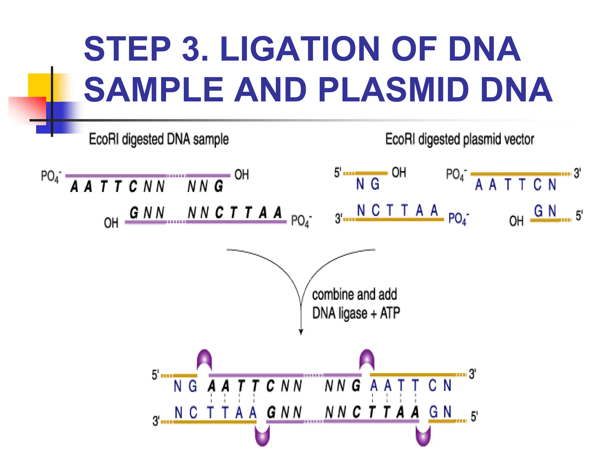 STEP 3. LIGATION OF DNA
SAMPLE AND PLASMID DNA
 