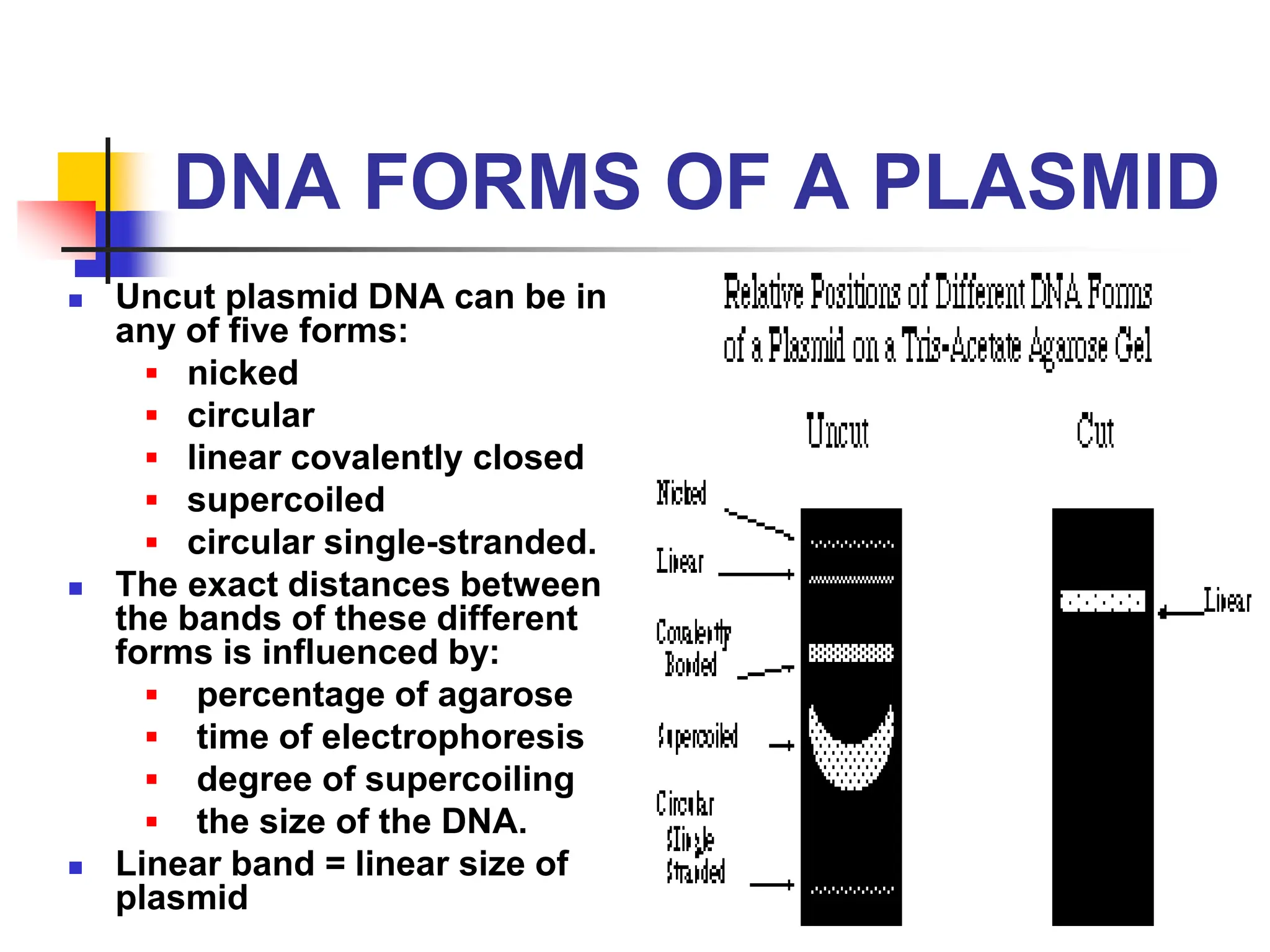 DNA FORMS OF A PLASMID
 Uncut plasmid DNA can be in
any of five forms:
▪ nicked
▪ circular
▪ linear covalently closed
▪ supercoiled
▪ circular single-stranded.
 The exact distances between
the bands of these different
forms is influenced by:
▪ percentage of agarose
▪ time of electrophoresis
▪ degree of supercoiling
▪ the size of the DNA.
 Linear band = linear size of
plasmid
 