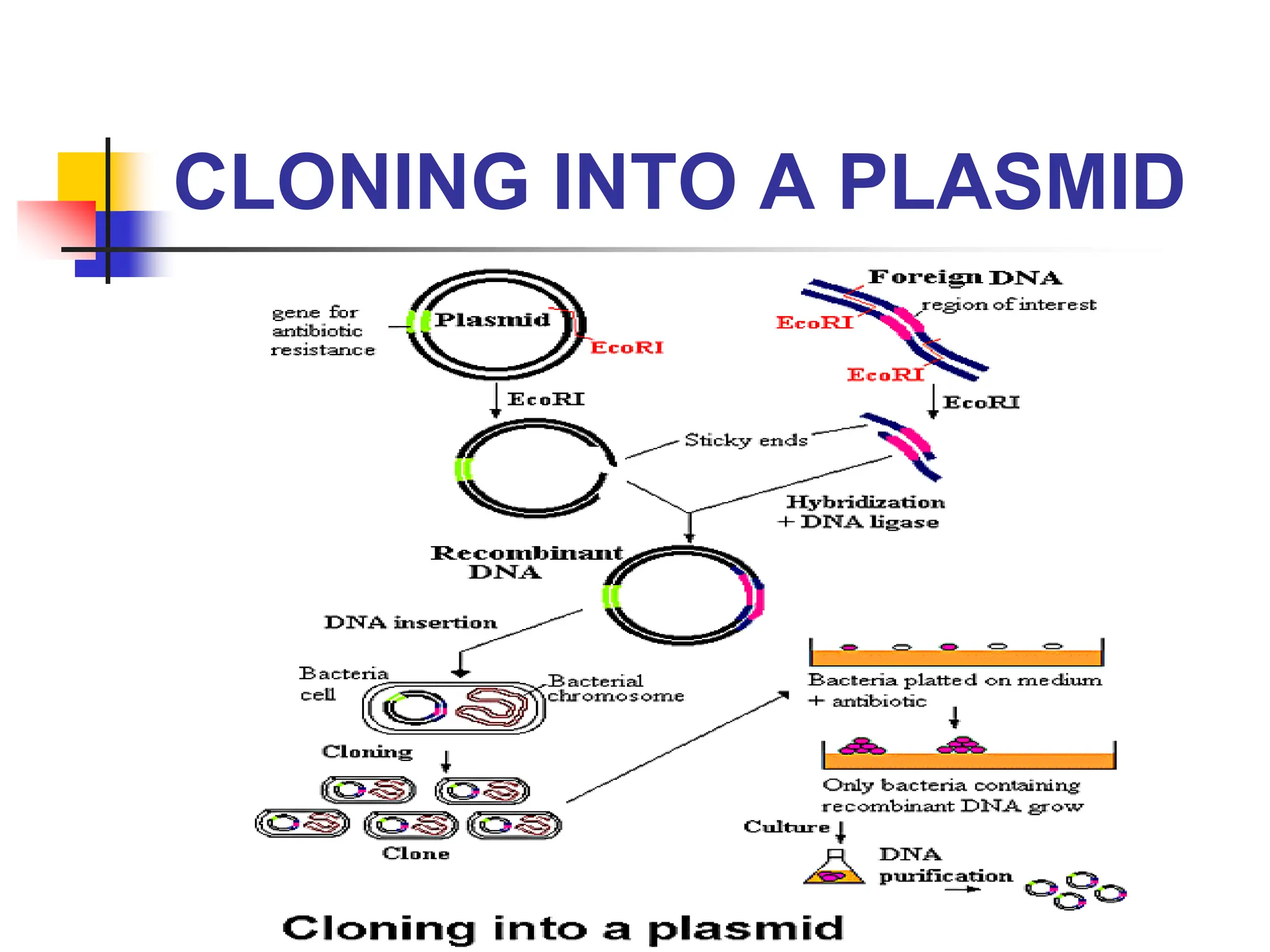 CLONING INTO A PLASMID
 