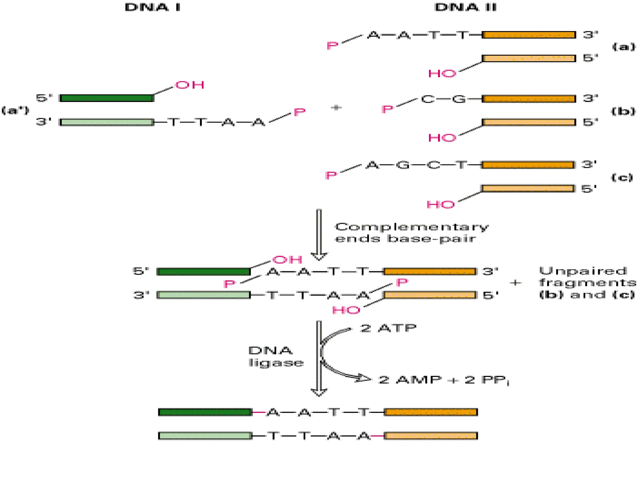 DNA_cloning_principles and procedures.ppt
