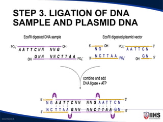 Ligation Sample DNA cloning introduction part 1 presentation | PPTX