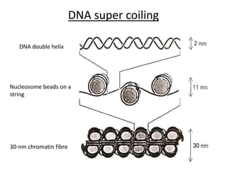DNA Coiling.ppt
