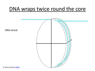 DNA Coiling.ppt