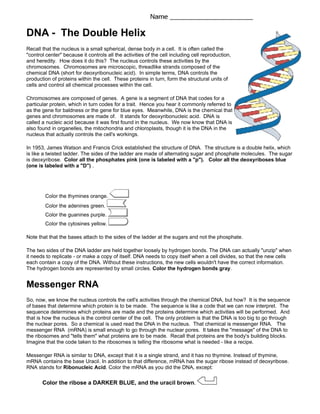DNA - The Double Helix
Recall that the nucleus is a small spherical, dense body in a cell. It is often called the
"control center" because it controls all the activities of the cell including cell reproduction,
and heredity. How does it do this? The nucleus controls these activities by the
chromosomes. Chromosomes are microscopic, threadlike strands composed of the
chemical DNA (short for deoxyribonucleic acid). In simple terms, DNA controls the
production of proteins within the cell. These proteins in turn, form the structural units of
cells and control all chemical processes within the cell.

Chromosomes are composed of genes. A gene is a segment of DNA that codes for a
particular protein, which in turn codes for a trait. Hence you hear it commonly referred to
as the gene for baldness or the gene for blue eyes. Meanwhile, DNA is the chemical that
genes and chromosomes are made of. It stands for deoxyribonucleic acid. DNA is
called a nucleic acid because it was first found in the nucleus. We now know that DNA is
also found in organelles, the mitochondria and chloroplasts, though it is the DNA in the
nucleus that actually controls the cell's workings.

In 1953, James Watson and Francis Crick established the structure of DNA. The structure is a double helix, which
is like a twisted ladder. The sides of the ladder are made of alternating sugar and phosphate molecules. The sugar
is deoxyribose. Color all the phosphates pink (one is labeled with a "p"). Color all the deoxyriboses blue
(one is labeled with a "D") .




        Color the thymines orange.
        Color the adenines green.
        Color the guanines purple.
        Color the cytosines yellow.

Note that that the bases attach to the sides of the ladder at the sugars and not the phosphate.

The two sides of the DNA ladder are held together loosely by hydrogen bonds. The DNA can actually "unzip" when
it needs to replicate - or make a copy of itself. DNA needs to copy itself when a cell divides, so that the new cells
each contain a copy of the DNA. Without these instructions, the new cells wouldn't have the correct information.
The hydrogen bonds are represented by small circles. Color the hydrogen bonds gray.


Messenger RNA
So, now, we know the nucleus controls the cell's activities through the chemical DNA, but how? It is the sequence
of bases that determine which protein is to be made. The sequence is like a code that we can now interpret. The
sequence determines which proteins are made and the proteins determine which activities will be performed. And
that is how the nucleus is the control center of the cell. The only problem is that the DNA is too big to go through
the nuclear pores. So a chemical is used read the DNA in the nucleus. That chemical is messenger RNA. The
messenger RNA (mRNA) is small enough to go through the nuclear pores. It takes the "message" of the DNA to
the ribosomes and "tells them" what proteins are to be made. Recall that proteins are the body's building blocks.
Imagine that the code taken to the ribosomes is telling the ribosome what is needed - like a recipe.

Messenger RNA is similar to DNA, except that it is a single strand, and it has no thymine. Instead of thymine,
mRNA contains the base Uracil. In addition to that difference, mRNA has the sugar ribose instead of deoxyribose.
RNA stands for Ribonucleic Acid. Color the mRNA as you did the DNA, except:

       Color the ribose a DARKER BLUE, and the uracil brown.
 
