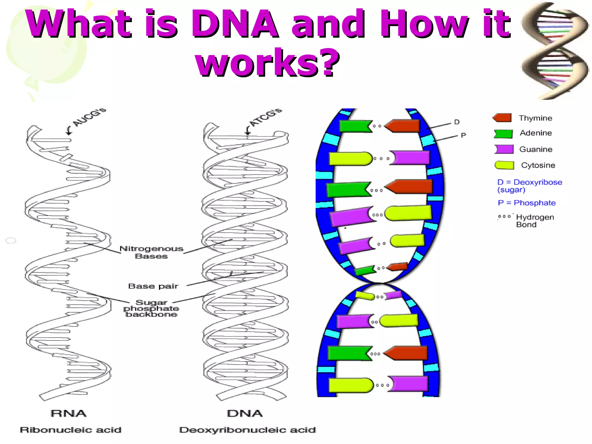 What is DNA and How it
        works?
 