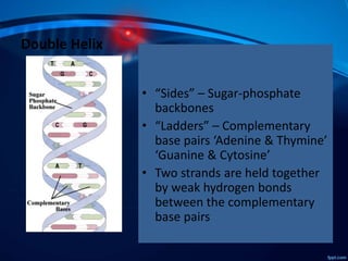 Double Helix
• “Sides” – Sugar-phosphate
backbones
• “Ladders” – Complementary
base pairs ‘Adenine & Thymine’
‘Guanine & Cytosine’
• Two strands are held together
by weak hydrogen bonds
between the complementary
base pairs
 