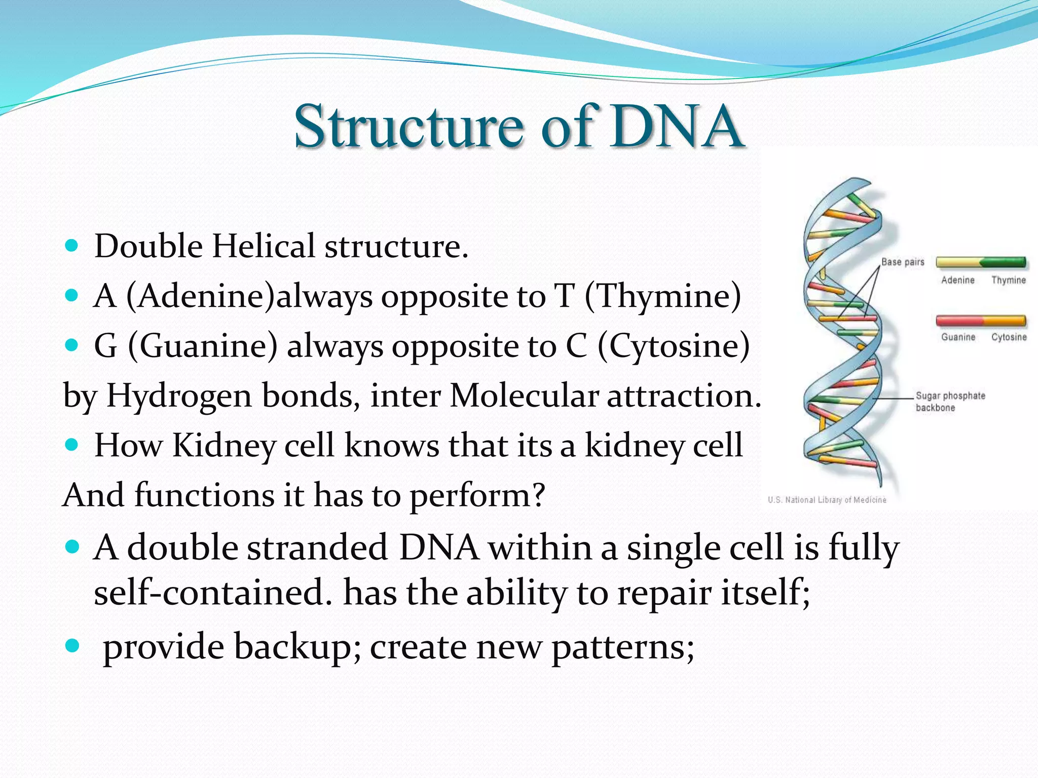 Structure of DNA
 Double Helical structure.
 A (Adenine)always opposite to T (Thymine)
 G (Guanine) always opposite to C (Cytosine)
by Hydrogen bonds, inter Molecular attraction.
 How Kidney cell knows that its a kidney cell
And functions it has to perform?
 A double stranded DNA within a single cell is fully
self-contained. has the ability to repair itself;
 provide backup; create new patterns;
 