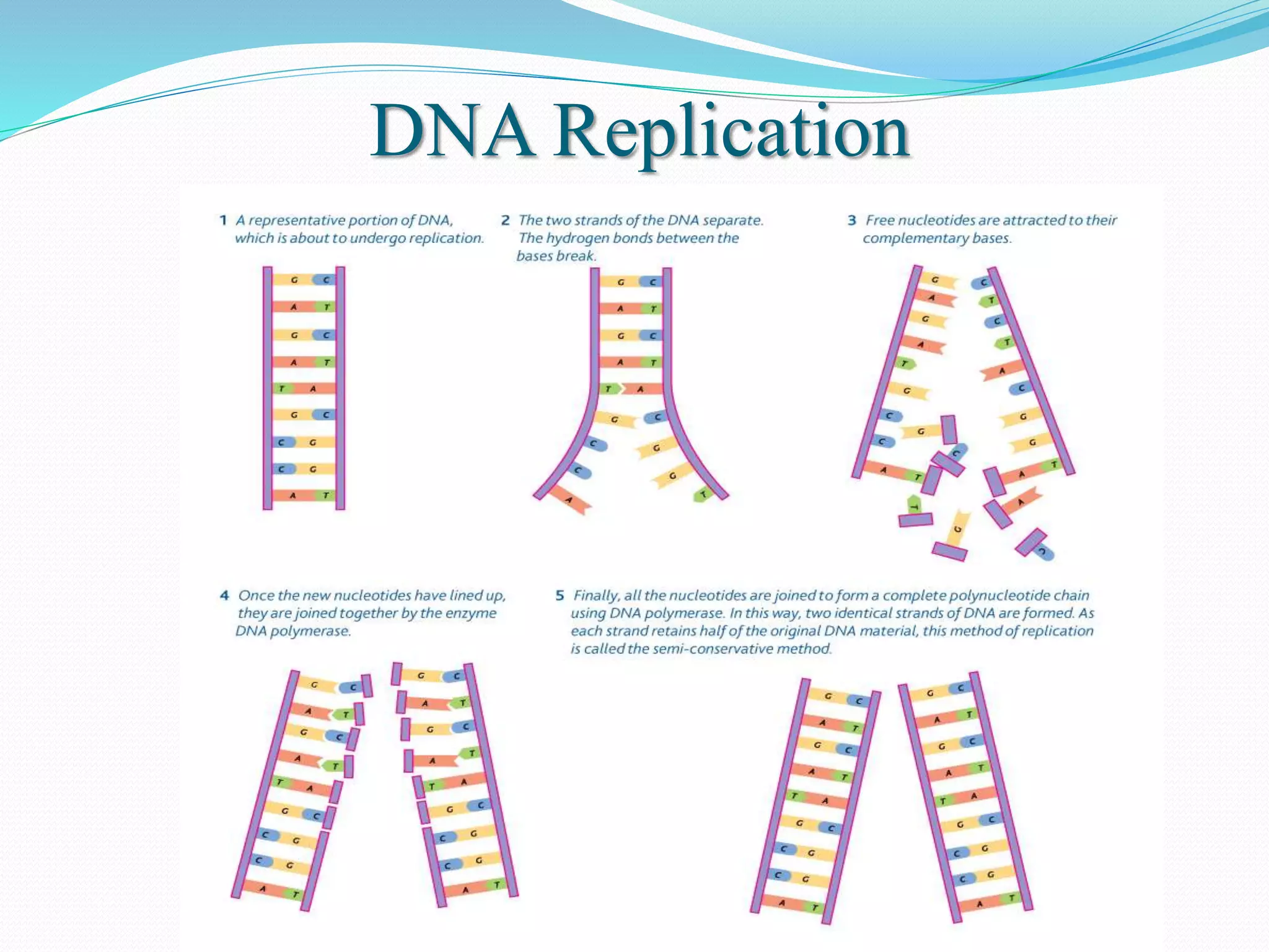 DNA Replication
 